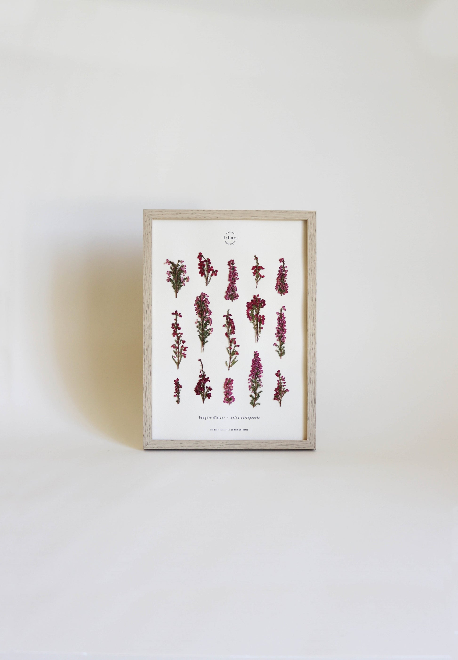 Herbier de fleurs roses bruyère séchée Herbarium encadré Cadre fleur herbier botanique Folium Herbaria Décoration Murale