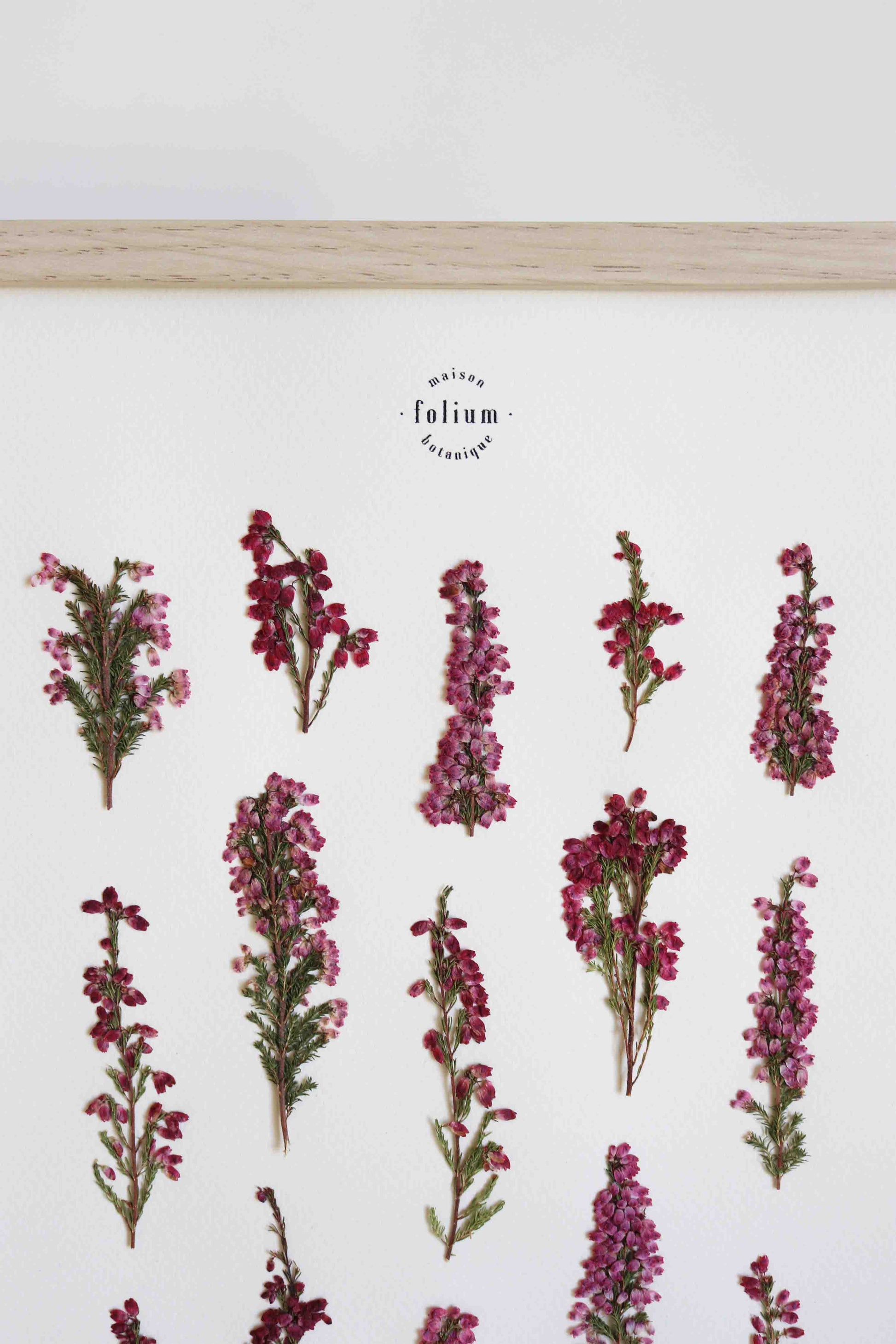Herbier de fleurs roses bruyère séchée Herbarium encadré Cadre fleur herbier botanique Folium Herbaria Décoration Murale