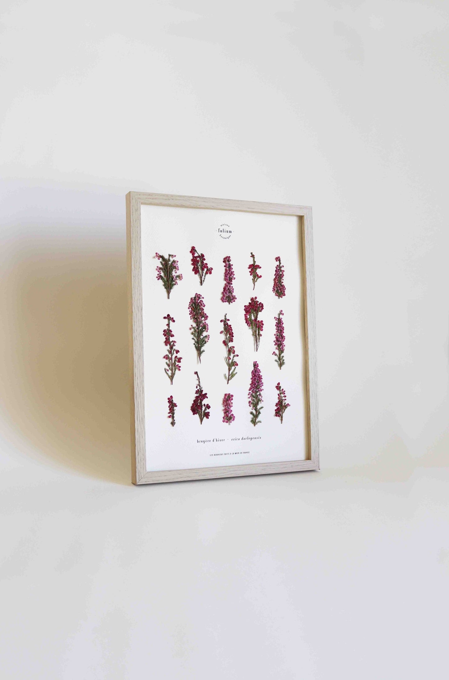 Herbier de fleurs roses bruyère séchée Herbarium encadré Cadre fleur herbier botanique Folium Herbaria Décoration Murale