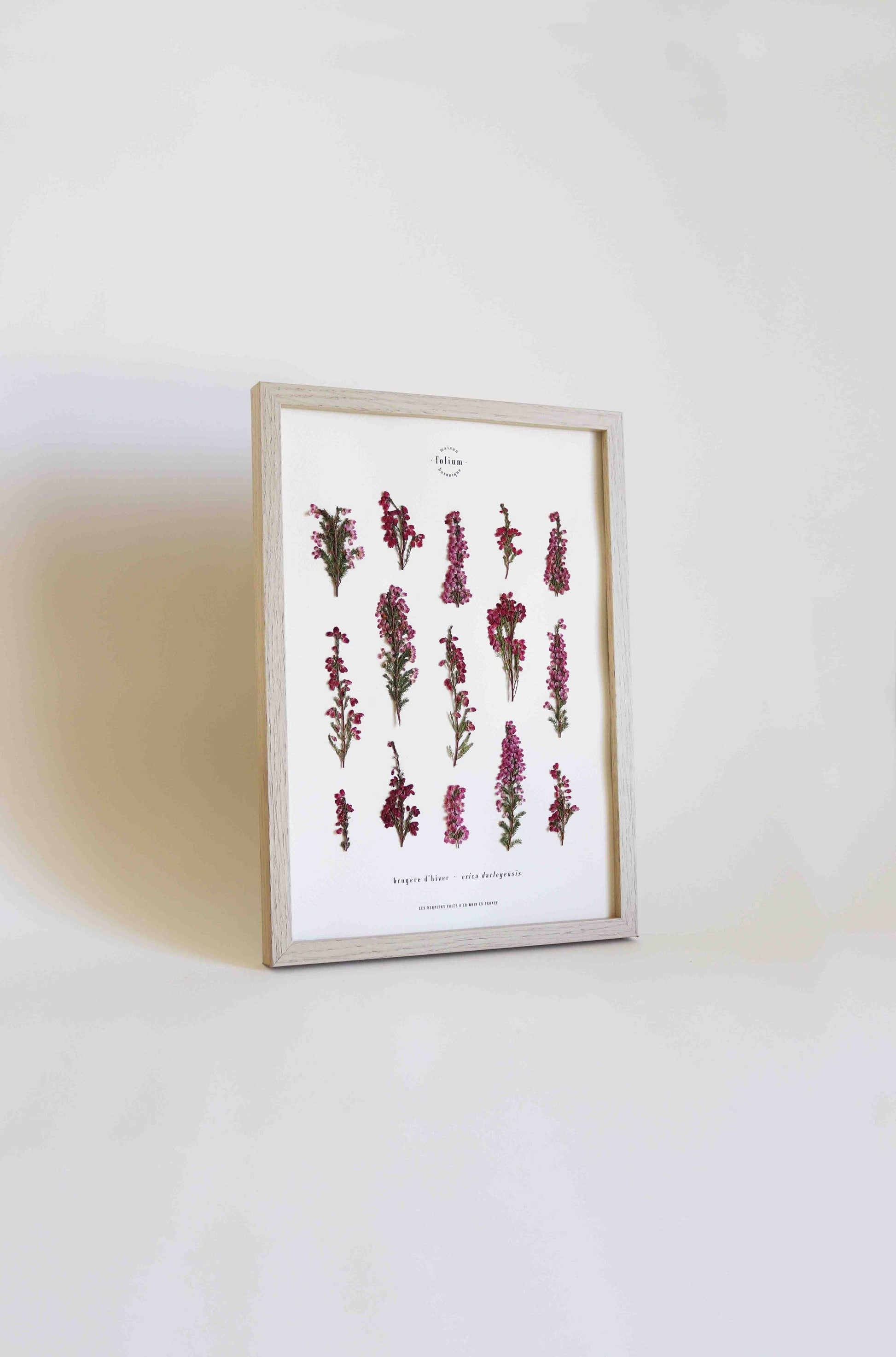 Herbier de fleurs roses bruyère séchée Herbarium encadré Cadre fleur herbier botanique Folium Herbaria Décoration Murale