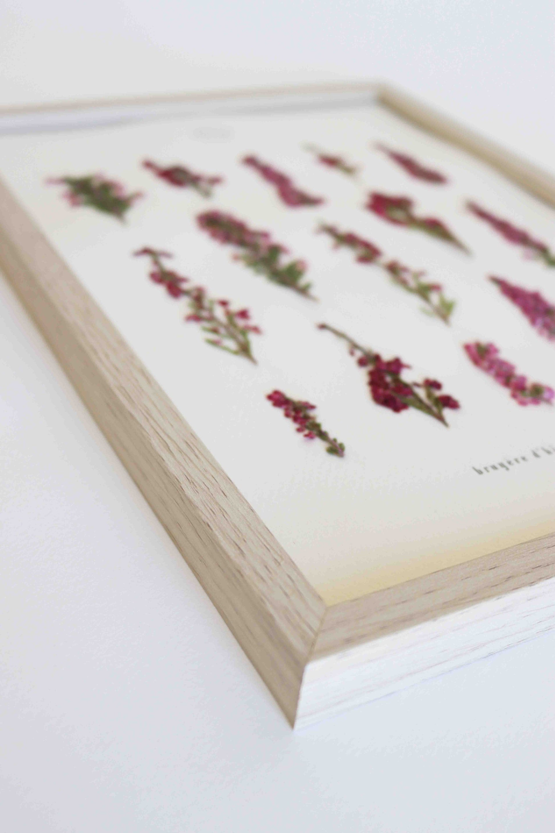 Herbier de fleurs roses bruyère séchée Herbarium encadré Cadre fleur herbier botanique Folium Herbaria Décoration Murale