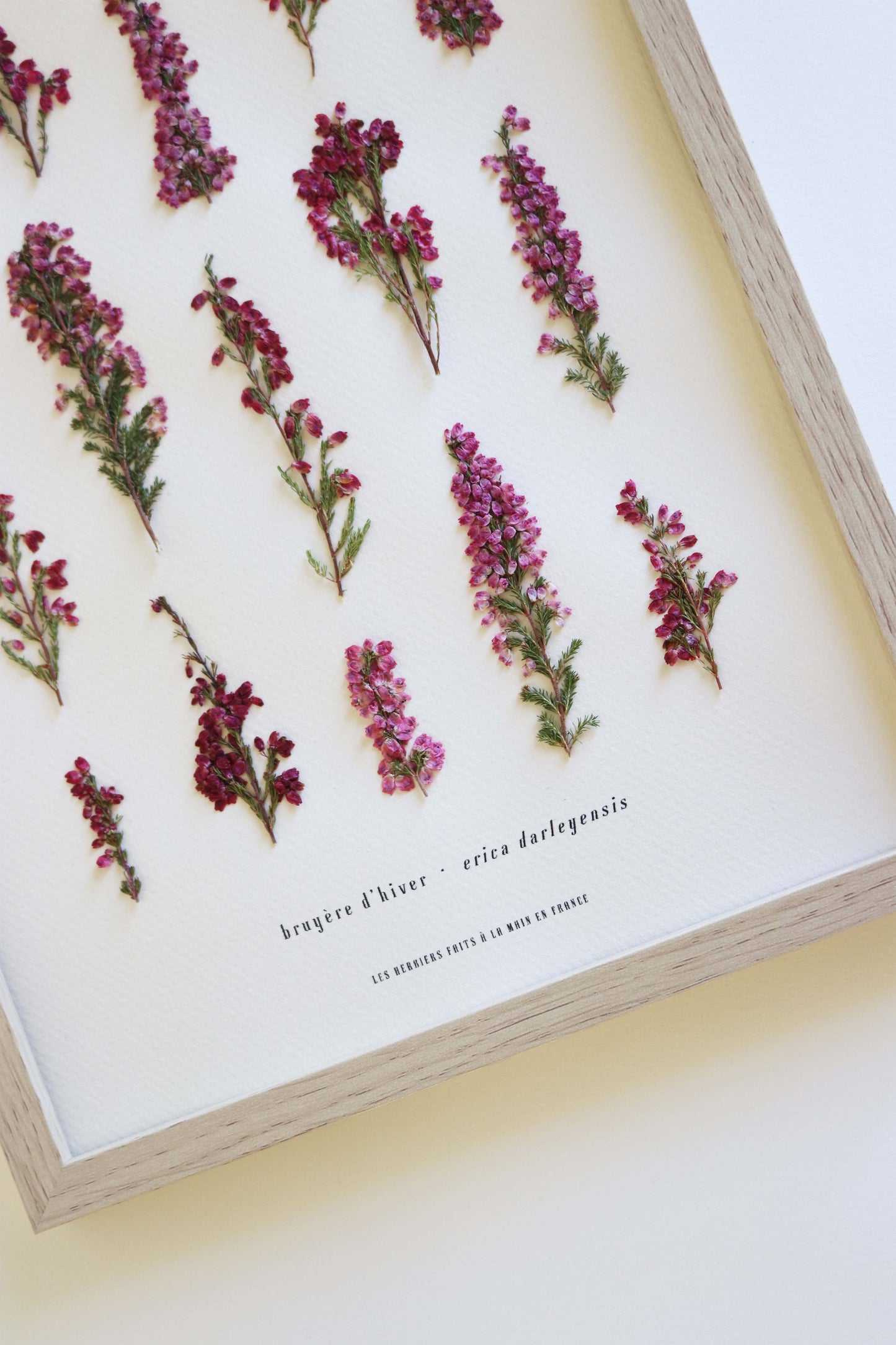 Herbier de fleurs roses bruyère séchée Herbarium encadré Cadre fleur herbier botanique Folium Herbaria Décoration Murale