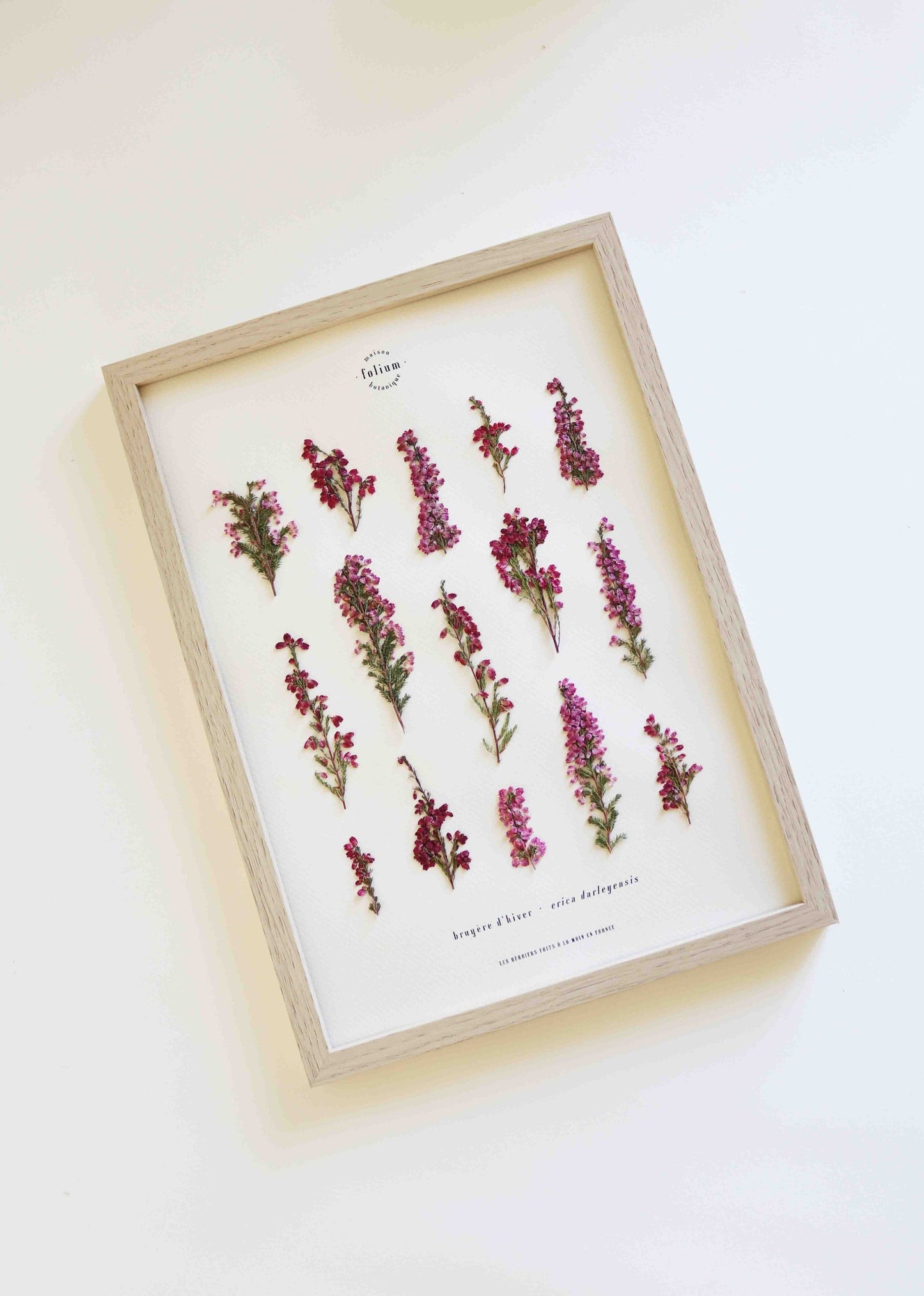 Herbier de fleurs roses bruyère séchée Herbarium encadré Cadre fleur herbier botanique Folium Herbaria Décoration Murale