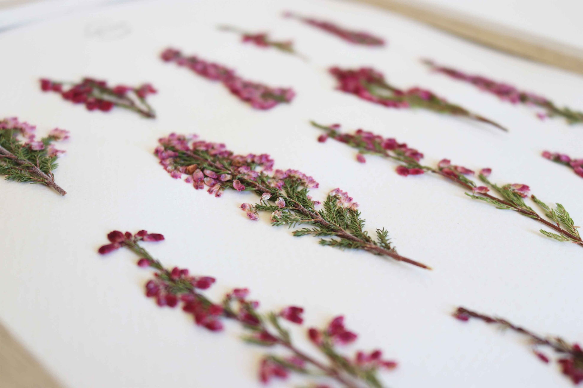 Herbier de fleurs roses bruyère séchée Herbarium encadré Cadre fleur herbier botanique Folium Herbaria Décoration Murale