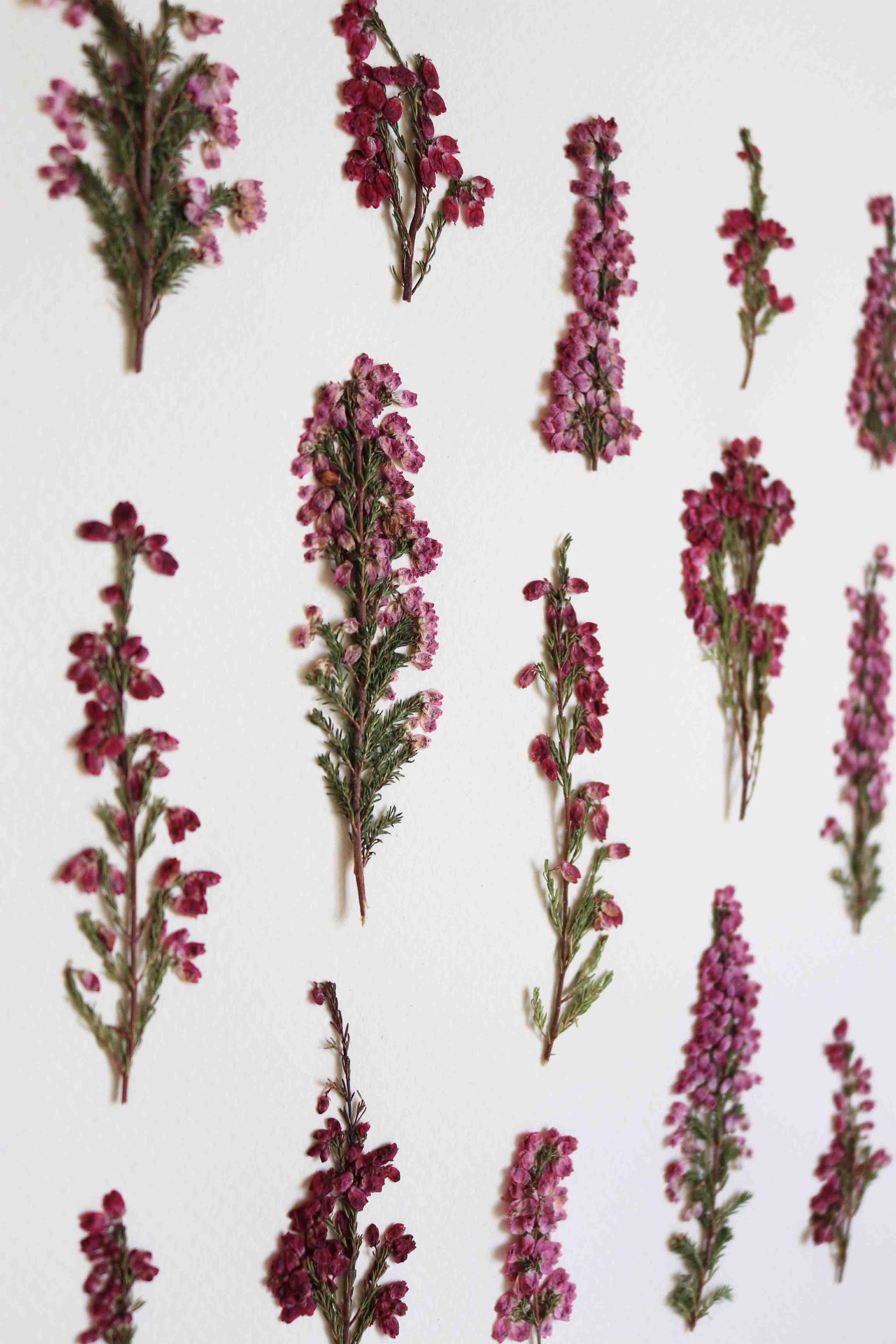 Herbier de fleurs roses bruyère séchée Herbarium encadré Cadre fleur herbier botanique Folium Herbaria Décoration Murale