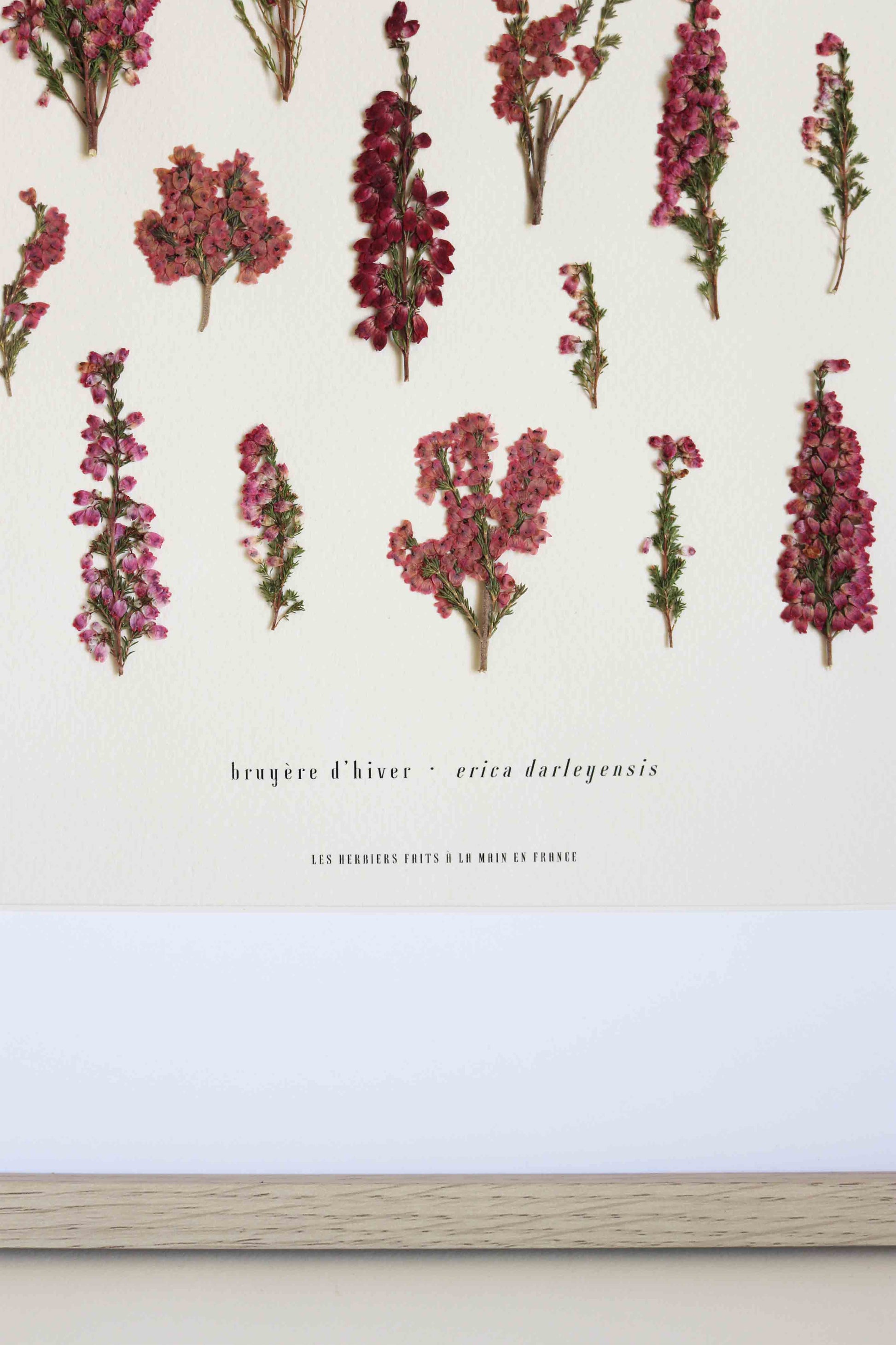 Herbier de fleurs roses bruyère séchée Herbarium encadré Cadre fleur herbier botanique Folium Herbaria Décoration Murale