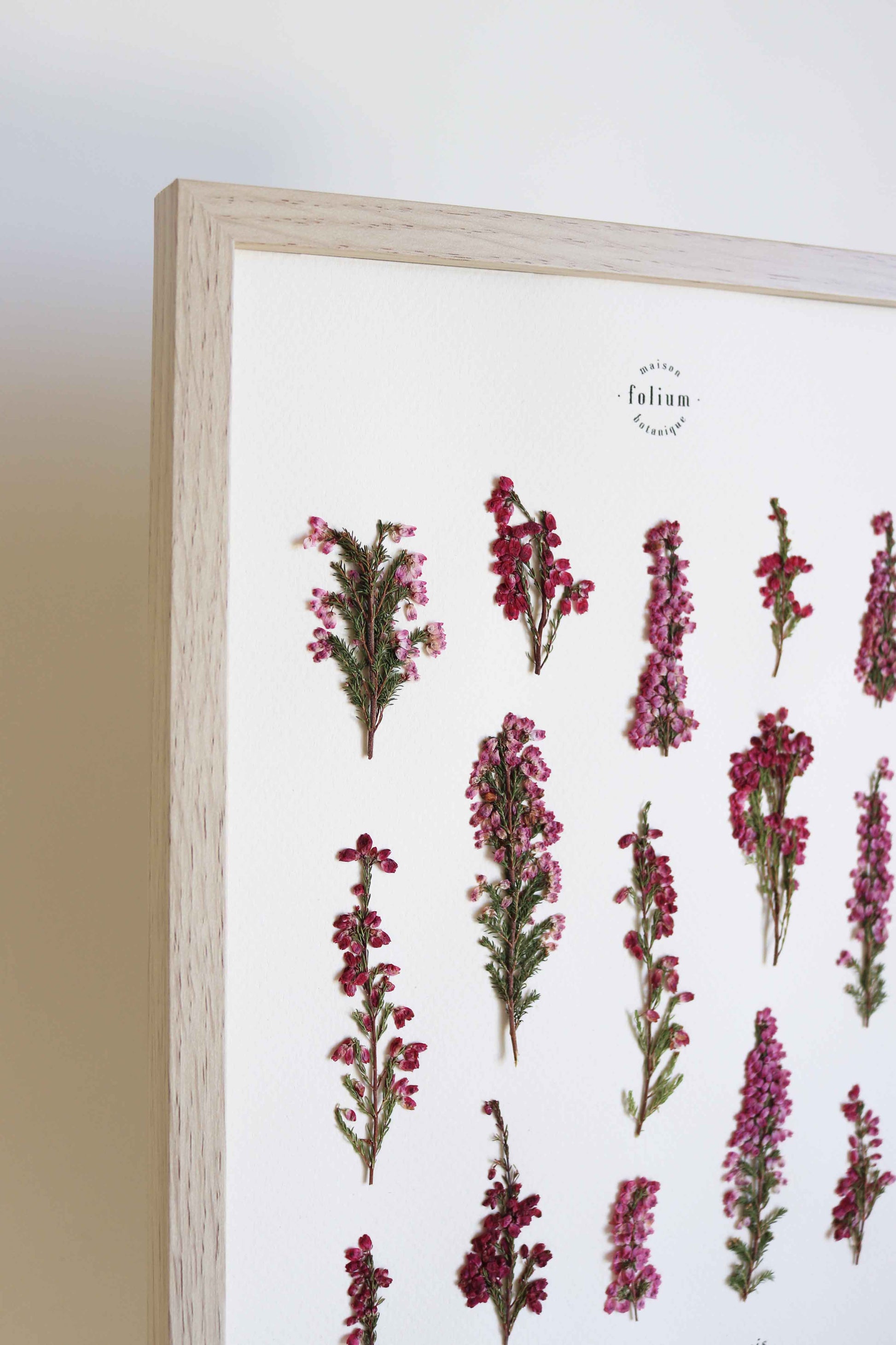Herbier de fleurs roses bruyère séchée Herbarium encadré Cadre fleur herbier botanique Folium Herbaria Décoration Murale