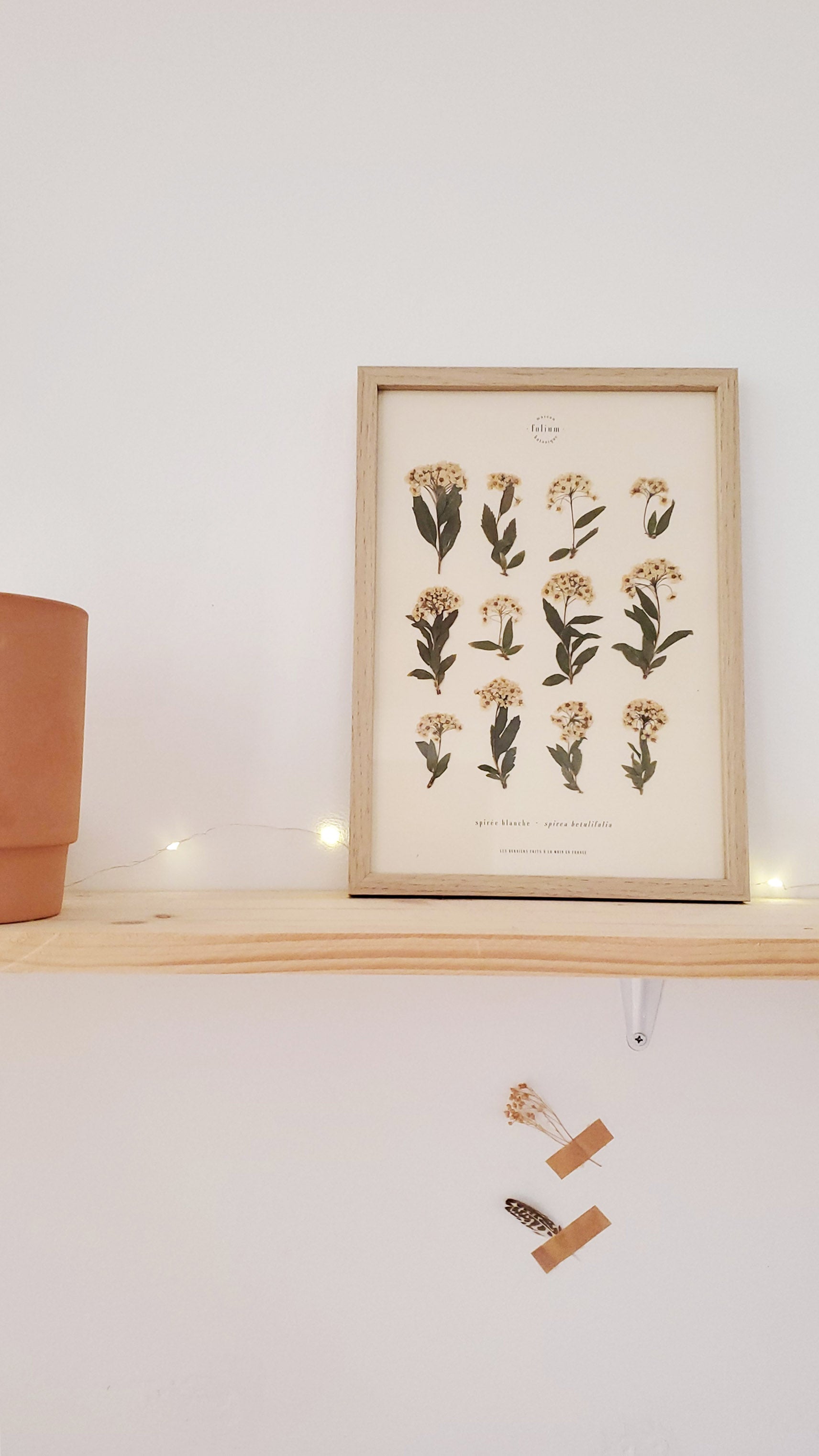 Herbier botanique de fleurs séchées Cadre herbarium encadré Cadeau floral Décoration murale Folium Maison Botanique