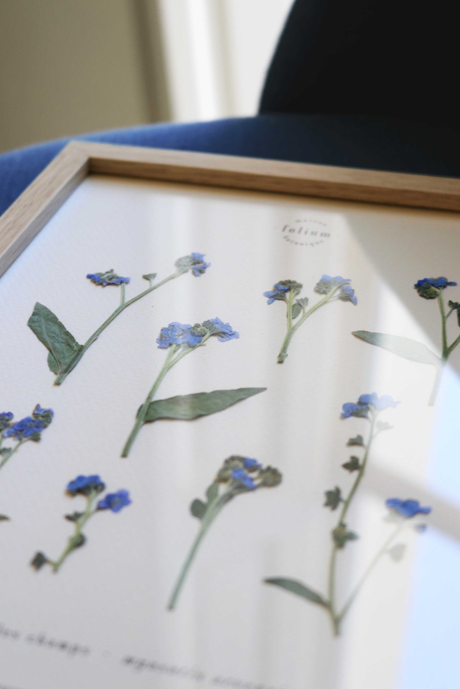 Herbier de fleurs séchées myosotis bleu forget me not Herbarium encadré Cadre fleurs séchées Cadeau Décoration Murale Folium