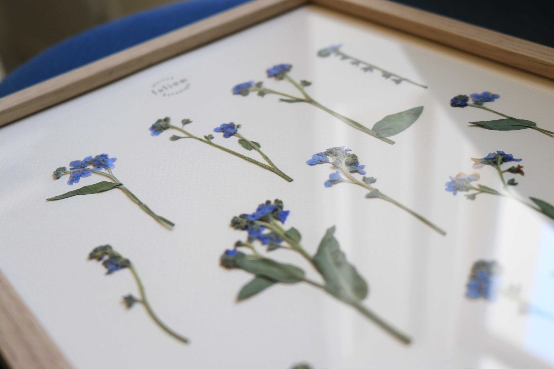 Herbier de fleurs séchées myosotis bleu forget me not Herbarium encadré Cadre fleurs séchées Cadeau Décoration Murale Folium