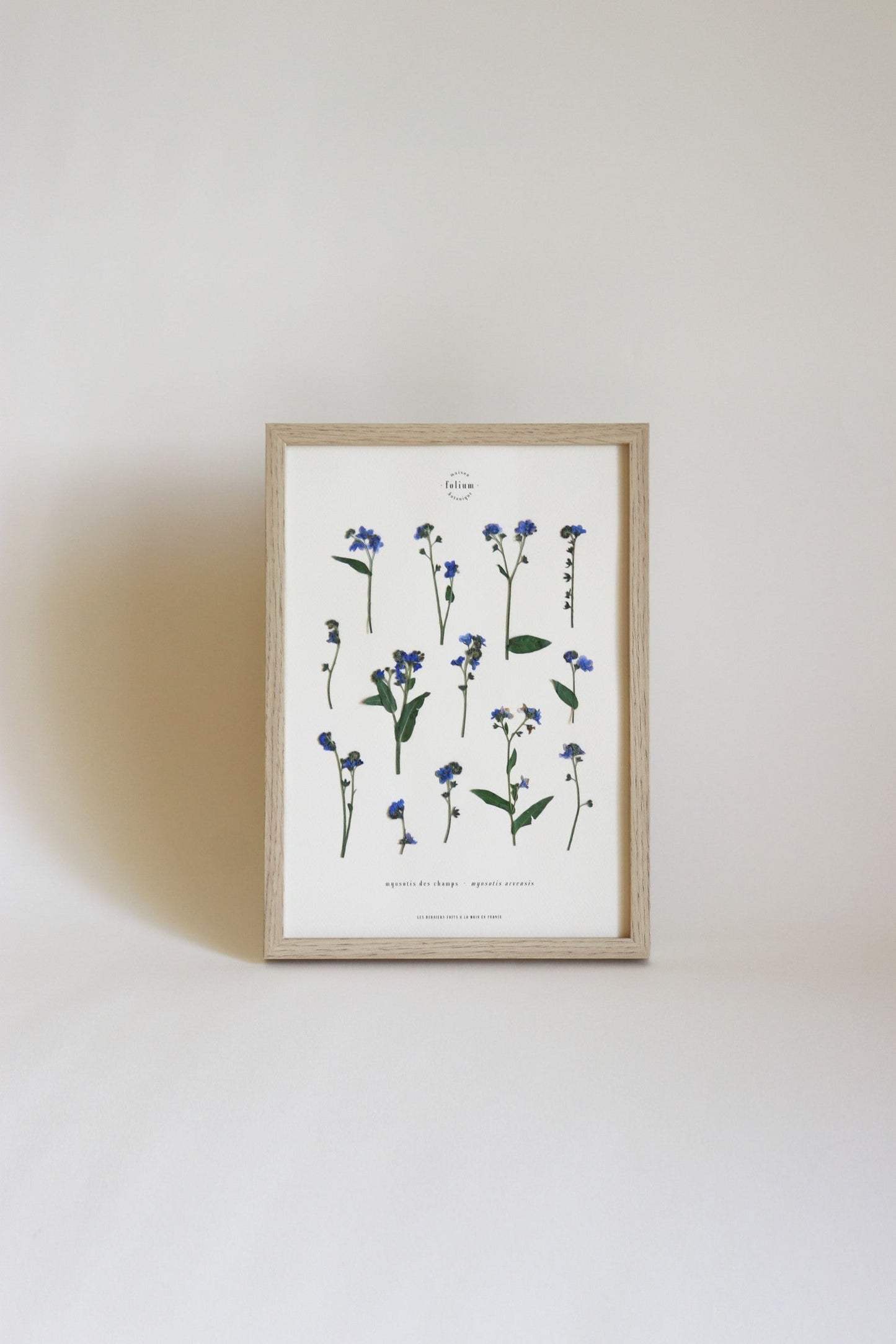 Herbier de fleurs séchées myosotis bleu forget me not Herbarium encadré Cadre fleurs séchées Cadeau Décoration Murale Folium
