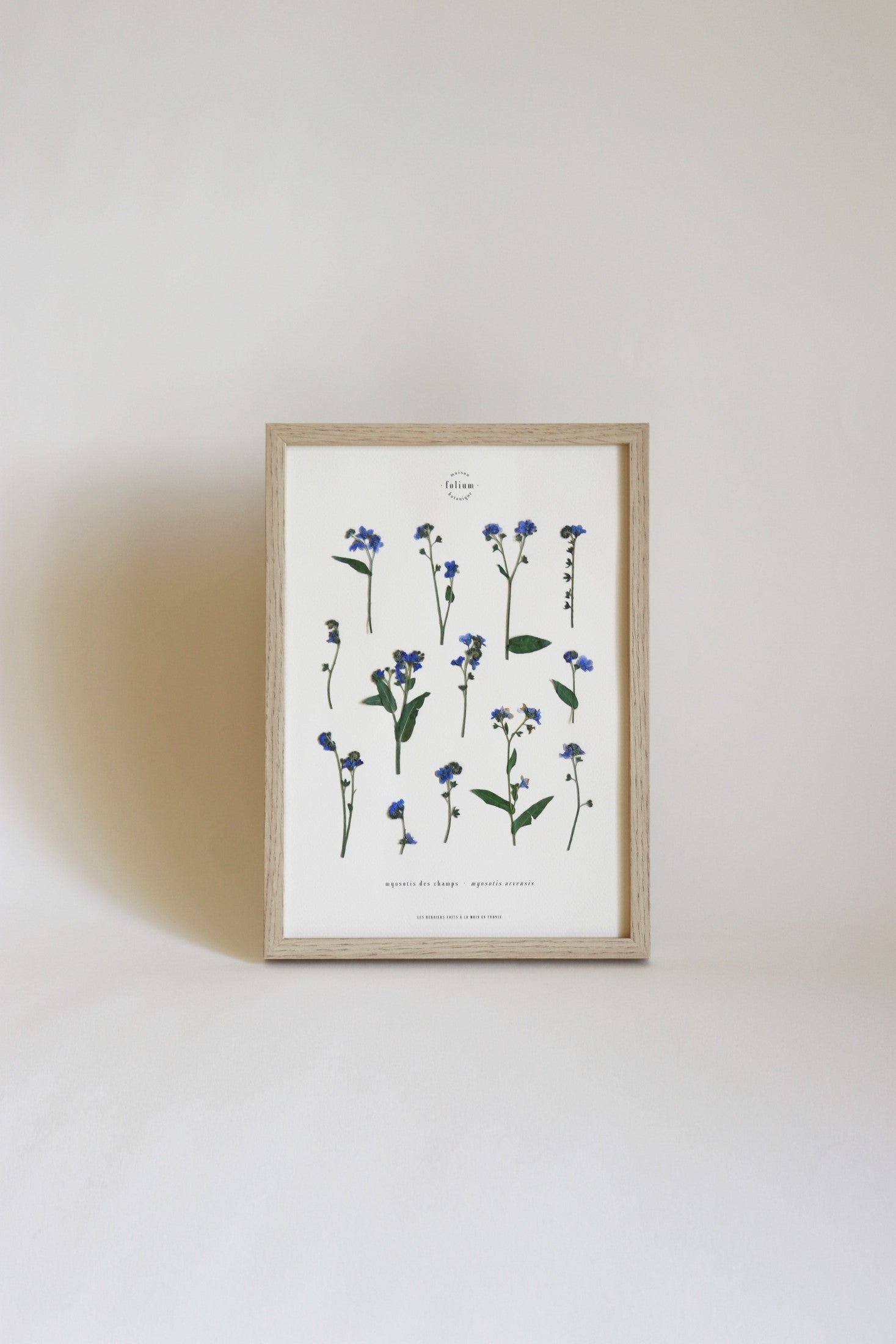 Herbier de fleurs séchées myosotis bleu forget me not Herbarium encadré Cadre fleurs séchées Cadeau Décoration Murale Folium