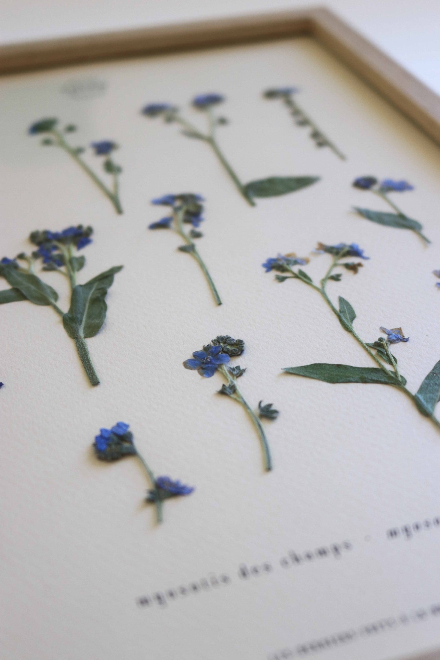 Herbier de fleurs séchées myosotis bleu forget me not Herbarium encadré Cadre fleurs séchées Cadeau Décoration Murale Folium