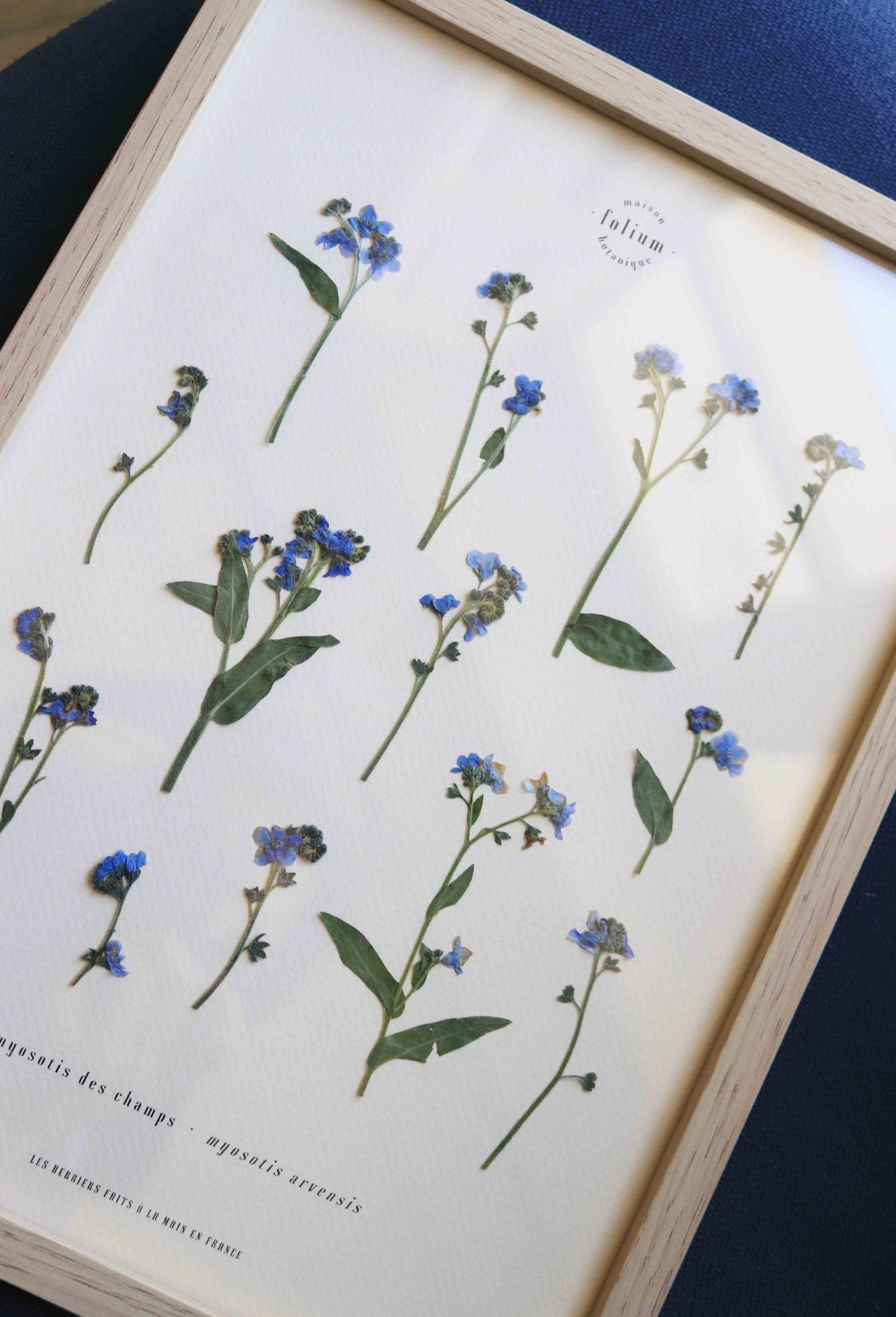 Herbier de fleurs séchées myosotis bleu forget me not Herbarium encadré Cadre fleurs séchées Cadeau Décoration Murale Folium