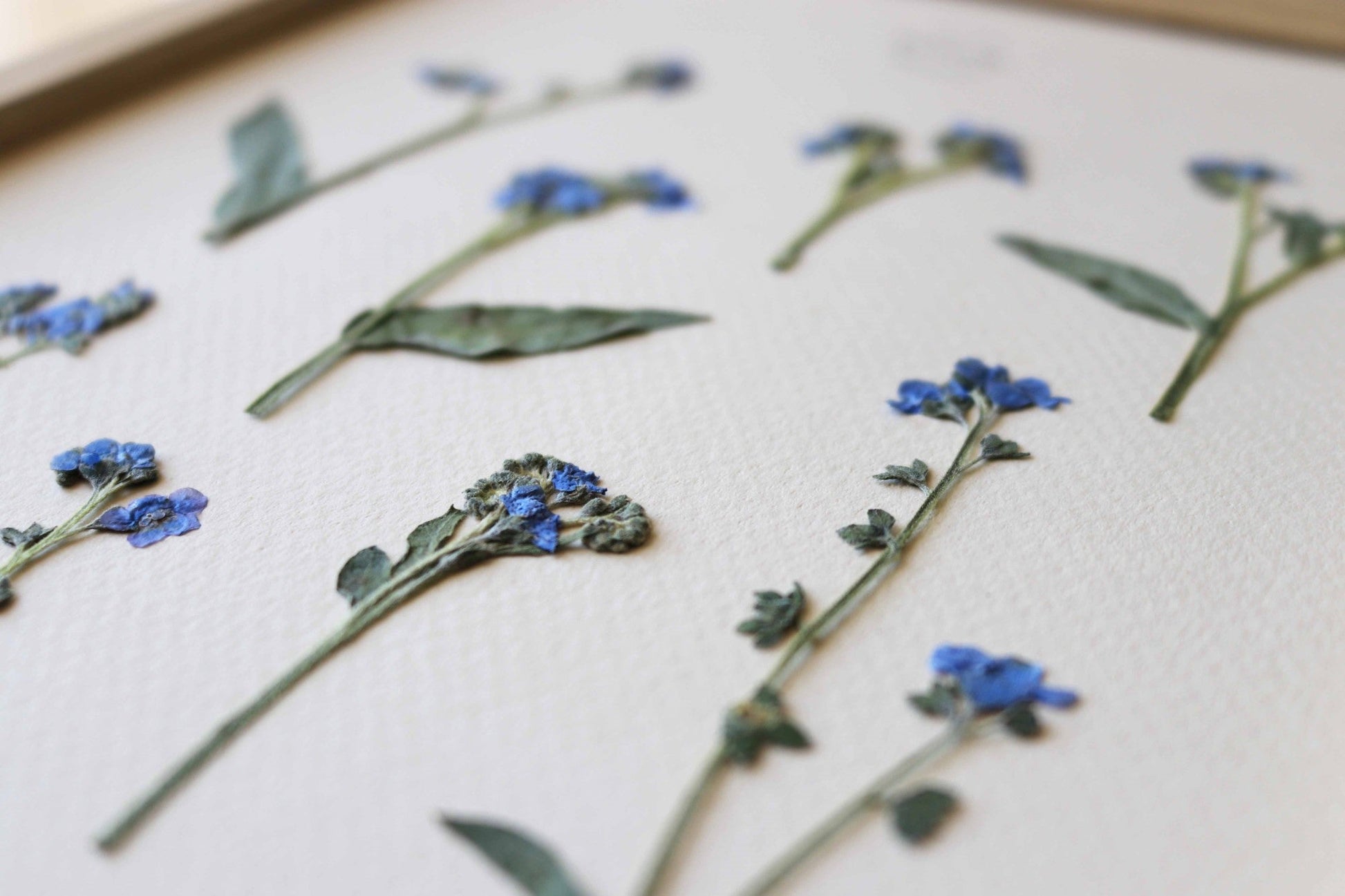 Herbier de fleurs séchées myosotis bleu forget me not Herbarium encadré Cadre fleurs séchées Cadeau Décoration Murale Folium