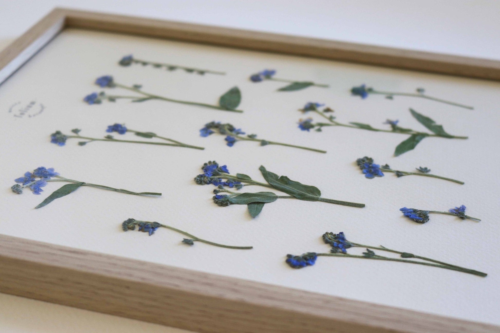 Herbier de fleurs séchées myosotis bleu forget me not Herbarium encadré Cadre fleurs séchées Cadeau Décoration Murale Folium