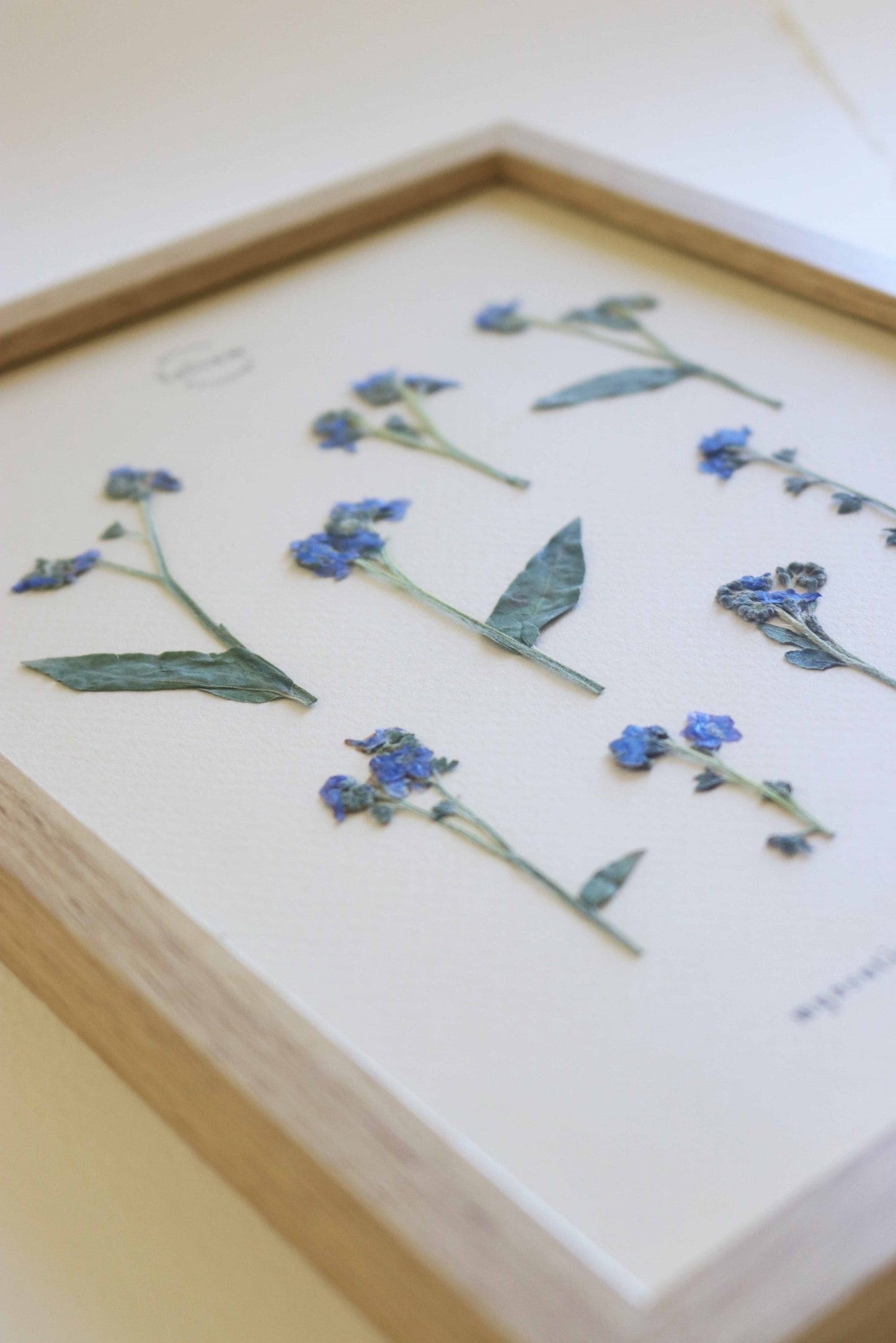 Herbier de fleurs séchées myosotis bleu forget me not Herbarium encadré Cadre fleurs séchées Cadeau Décoration Murale Folium