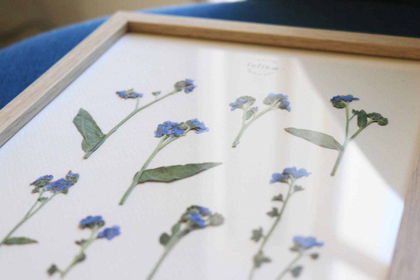 Herbier de fleurs séchées myosotis bleu forget me not Herbarium encadré Cadre fleurs séchées Cadeau Décoration Murale Folium