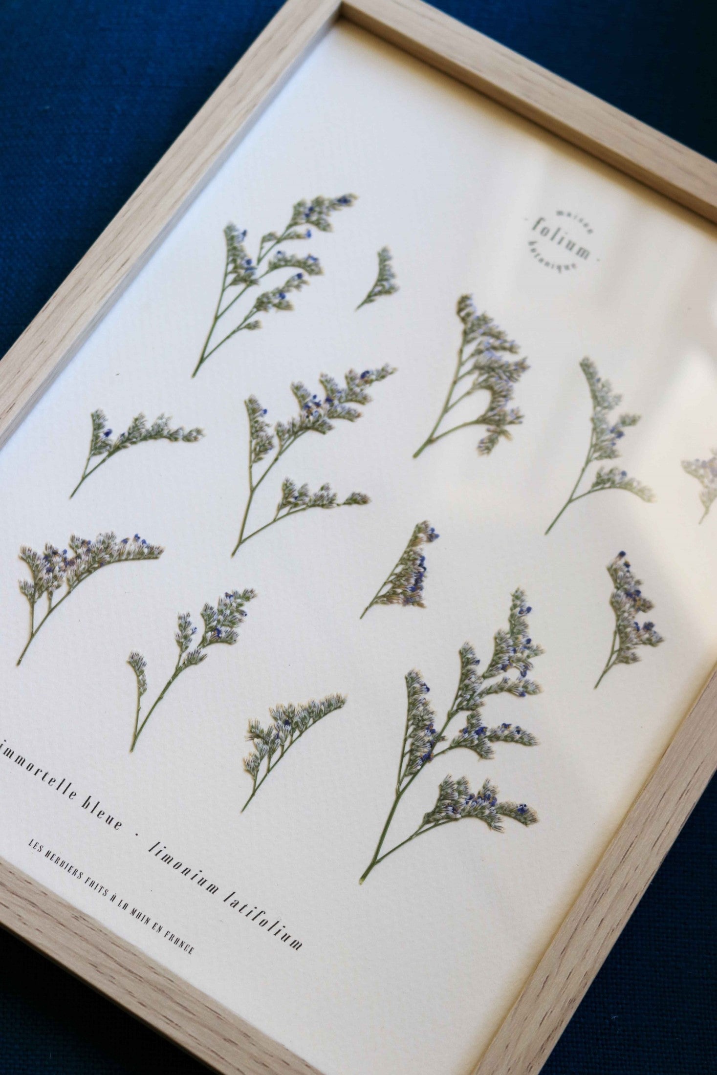 Herbier de fleurs Décoration murale fleurs séchées encadré Immortelle bleue corse Cadre fleurs herbarium Maison Botanique