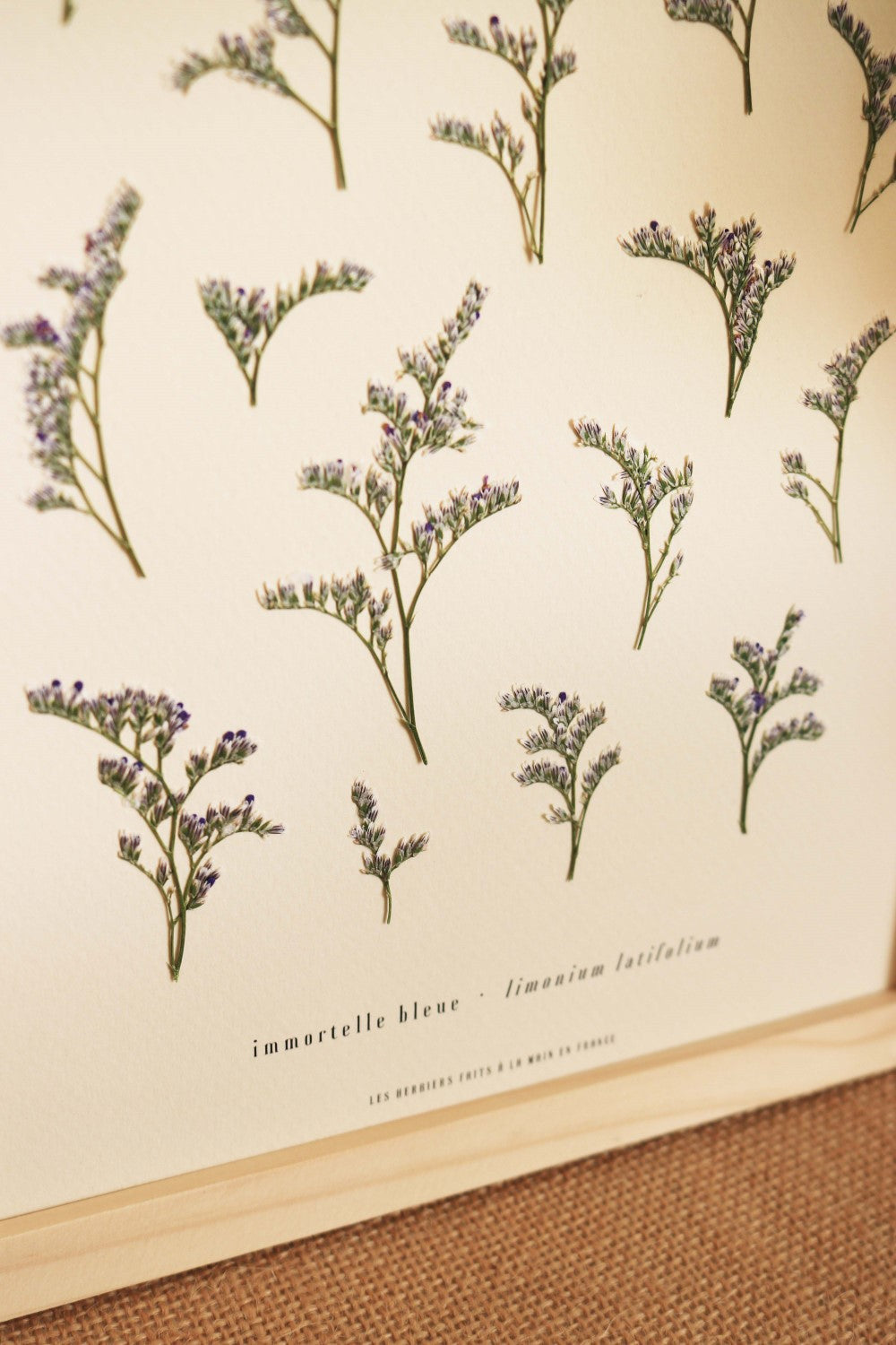 Herbier de fleurs Décoration murale fleurs séchées encadré Immortelle bleue corse Cadre fleurs herbarium Maison Botanique