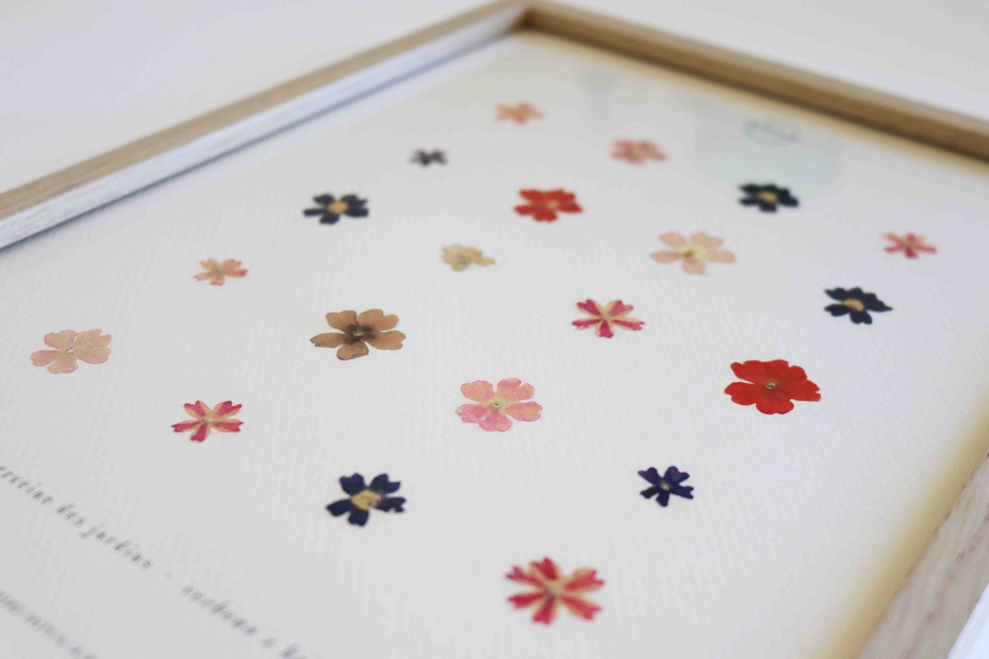 Herbier encadré de fleurs de verveine rose bleu Cadre Herbarium de fleurs séchées Cadeau fleurs séchées Folium Maison Botanique