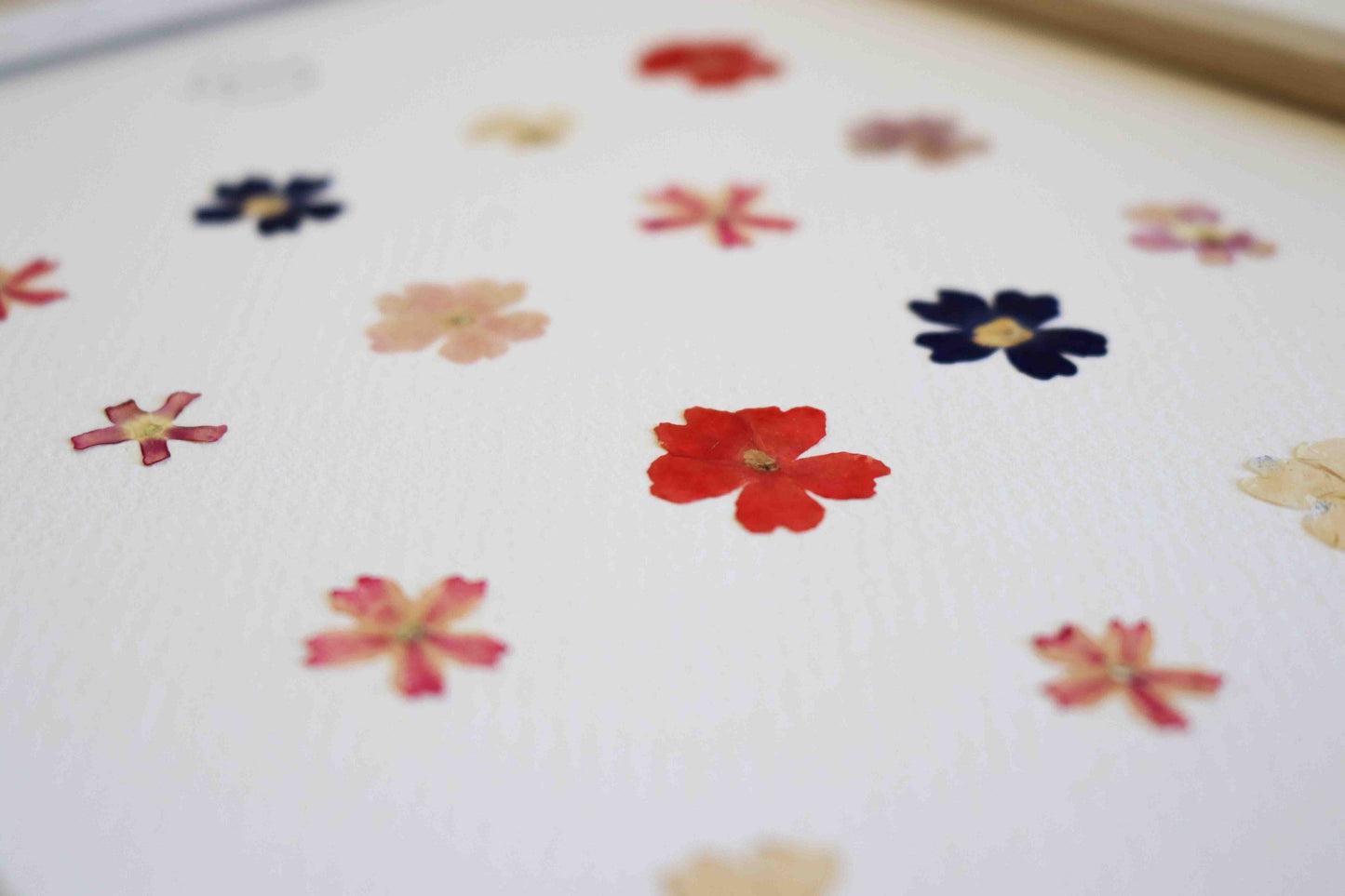 Herbier encadré de fleurs de verveine rose bleu Cadre Herbarium de fleurs séchées Cadeau fleurs séchées Folium Maison Botanique