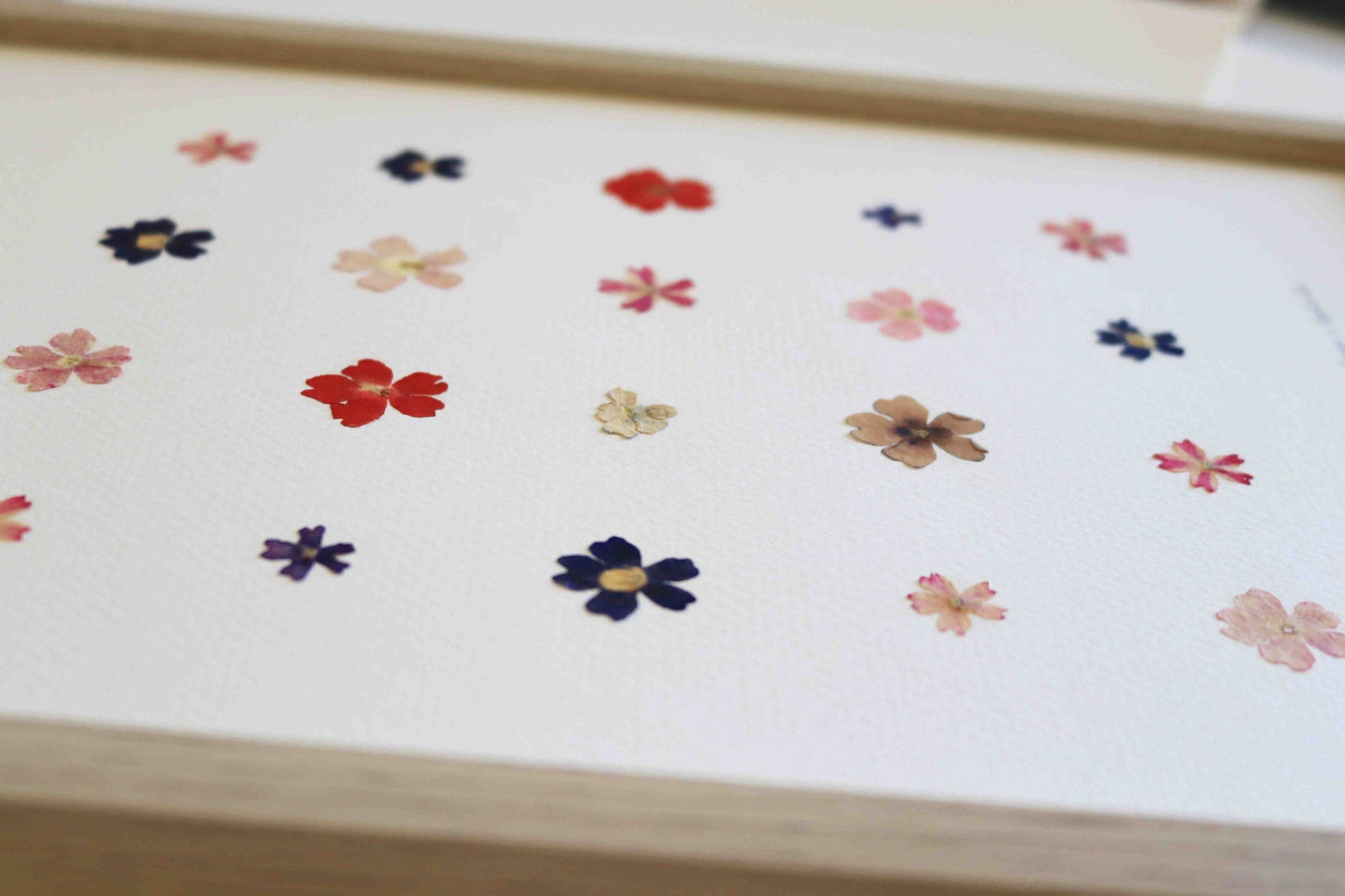 Herbier encadré de fleurs de verveine rose bleu Cadre Herbarium de fleurs séchées Cadeau fleurs séchées Folium Maison Botanique