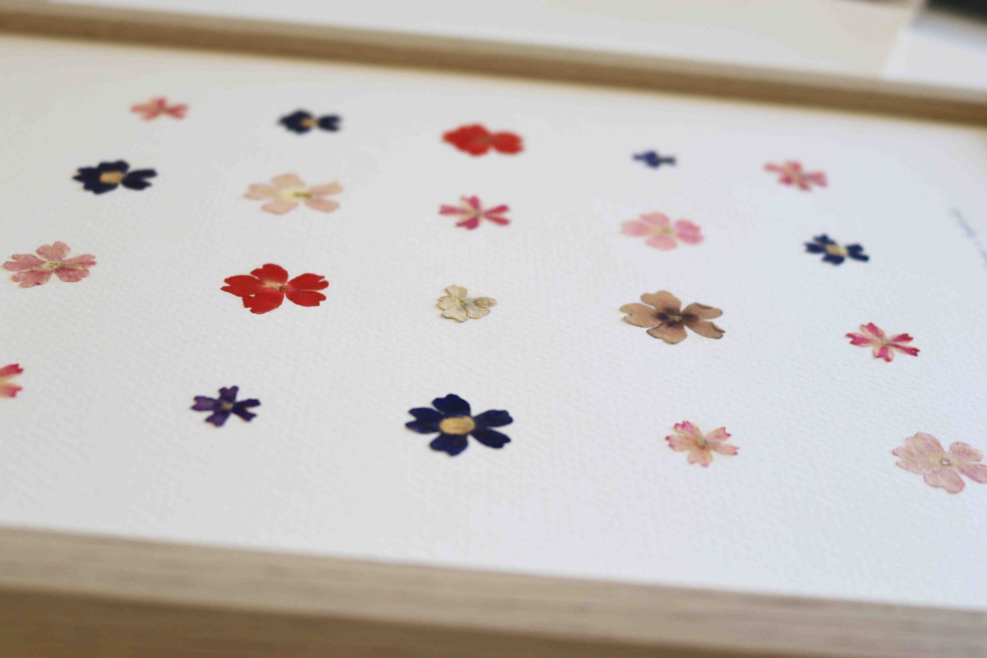 Herbier encadré de fleurs de verveine rose bleu Cadre Herbarium de fleurs séchées Cadeau fleurs séchées Folium Maison Botanique