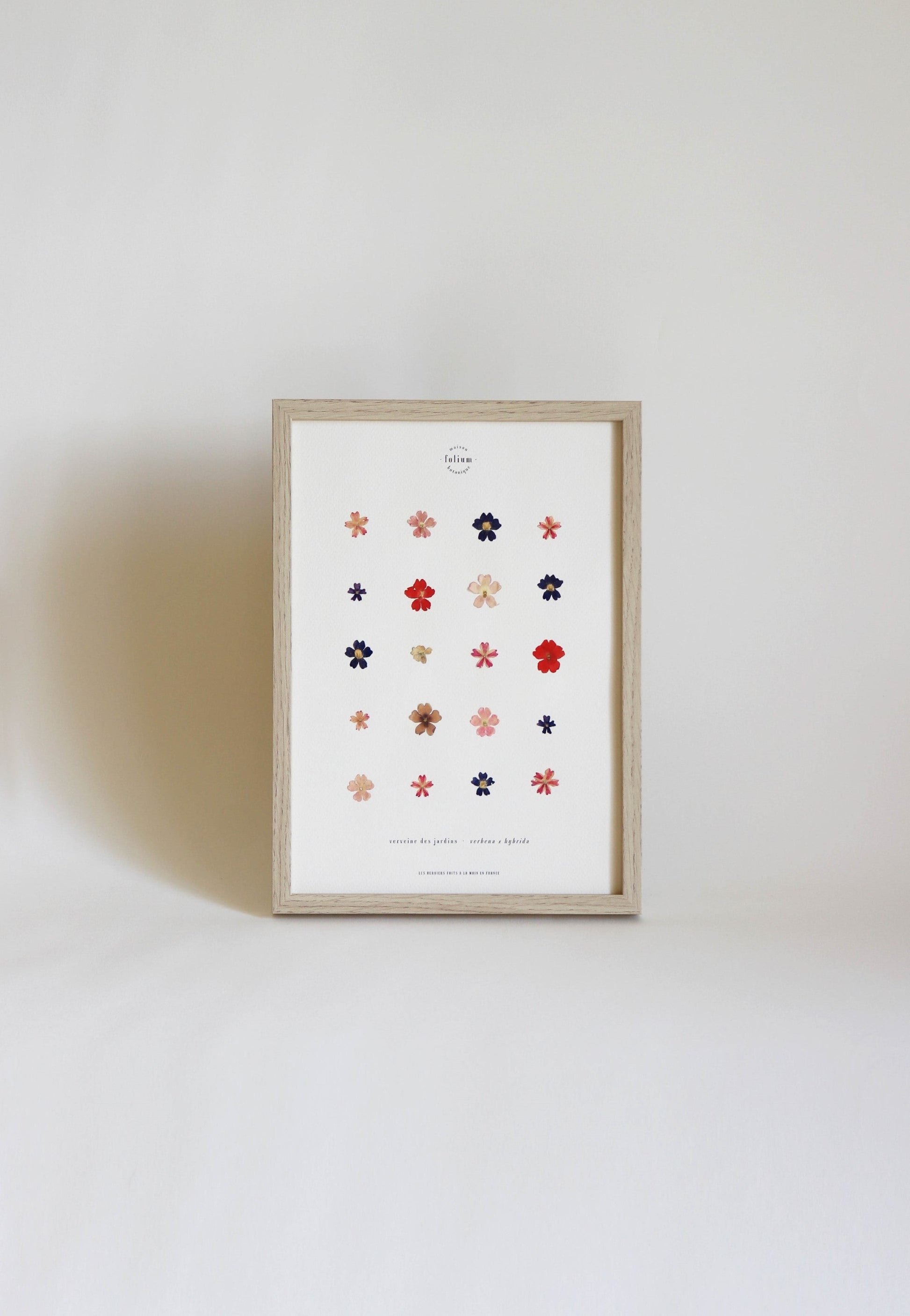 Herbier encadré de fleurs de verveine rose bleu Cadre Herbarium de fleurs séchées Cadeau fleurs séchées Folium Maison Botanique