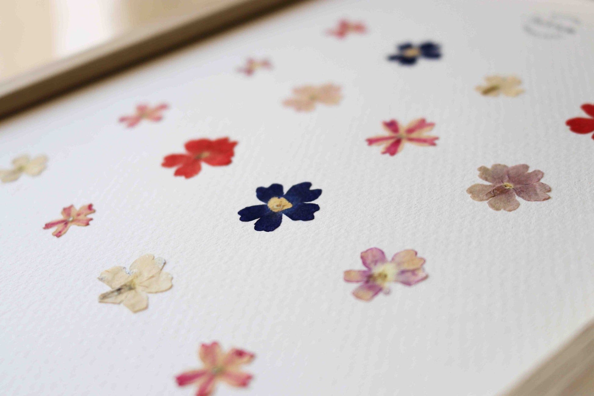 Herbier encadré de fleurs de verveine rose bleu Cadre Herbarium de fleurs séchées Cadeau fleurs séchées Folium Maison Botanique