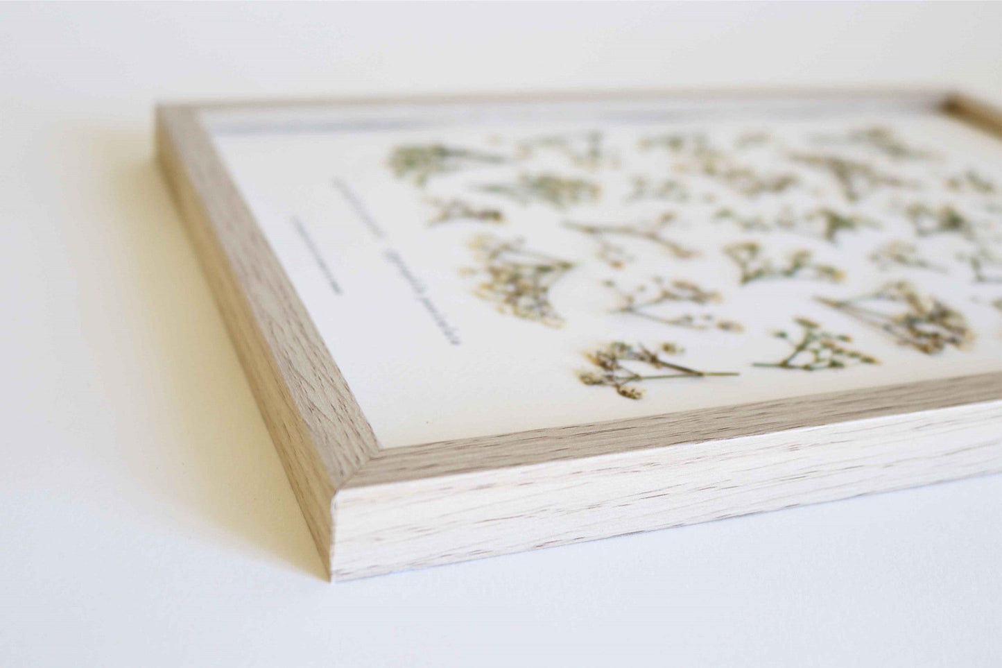 Herbier encadré de Gypsophile Herbarium de fleurs séchées pressées Tableau Décoration murale floral Art floral Folium