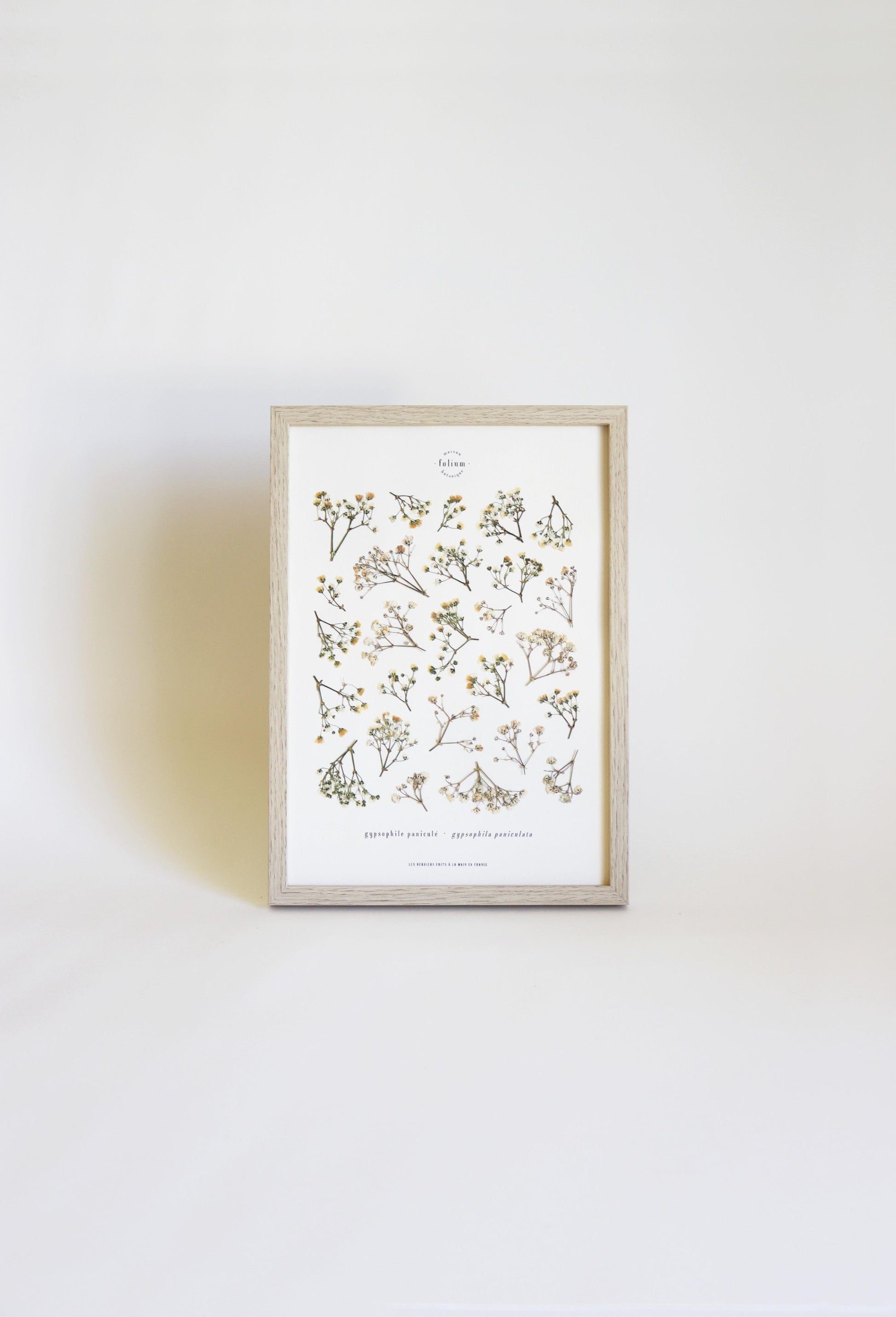 Herbier encadré de Gypsophile Herbarium de fleurs séchées pressées Tableau Décoration murale floral Art floral Folium