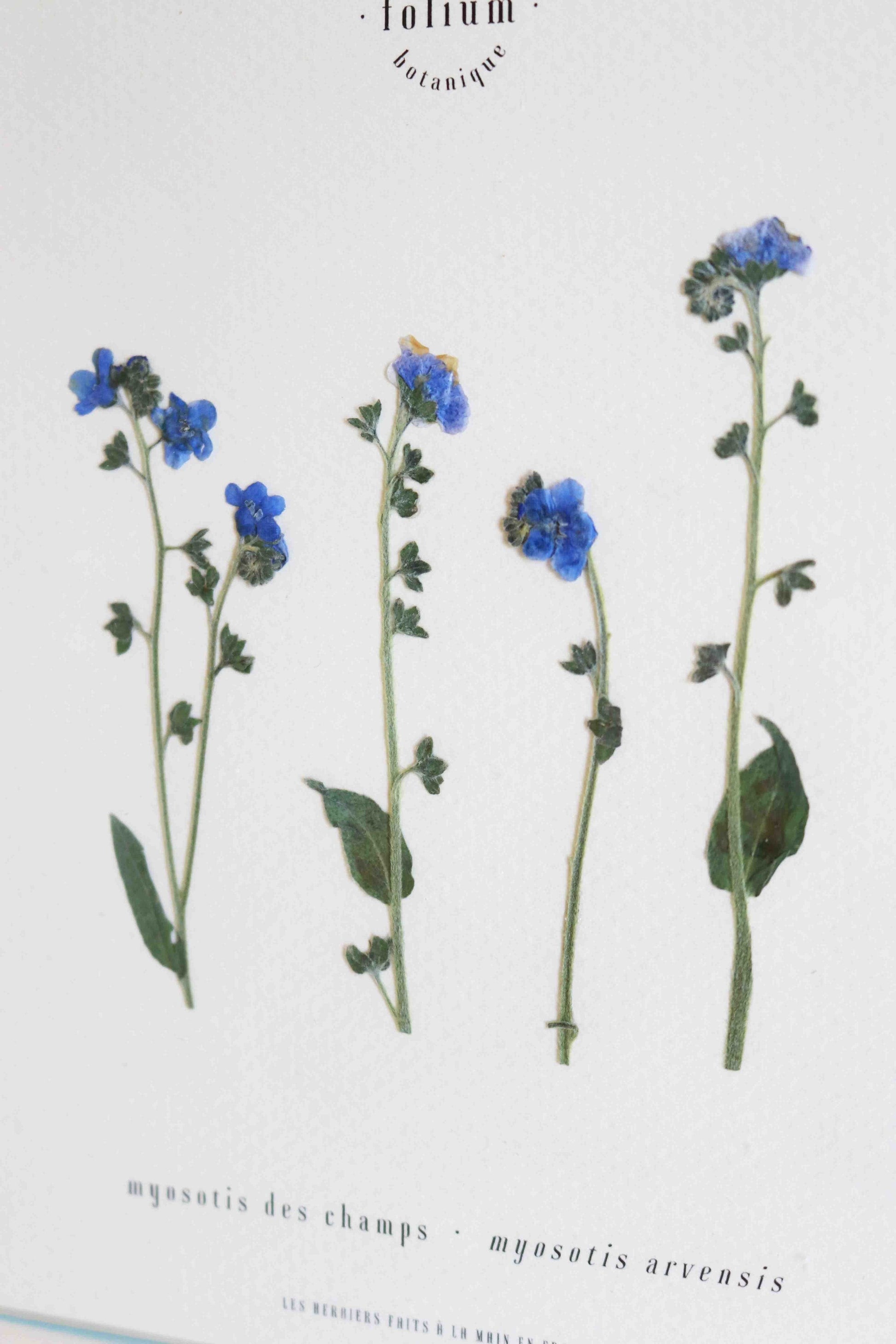 Herbier de fleurs séchées myosotis bleu forget me not Herbarium encadré Cadre fleurs séchées Cadeau Décoration Murale Folium