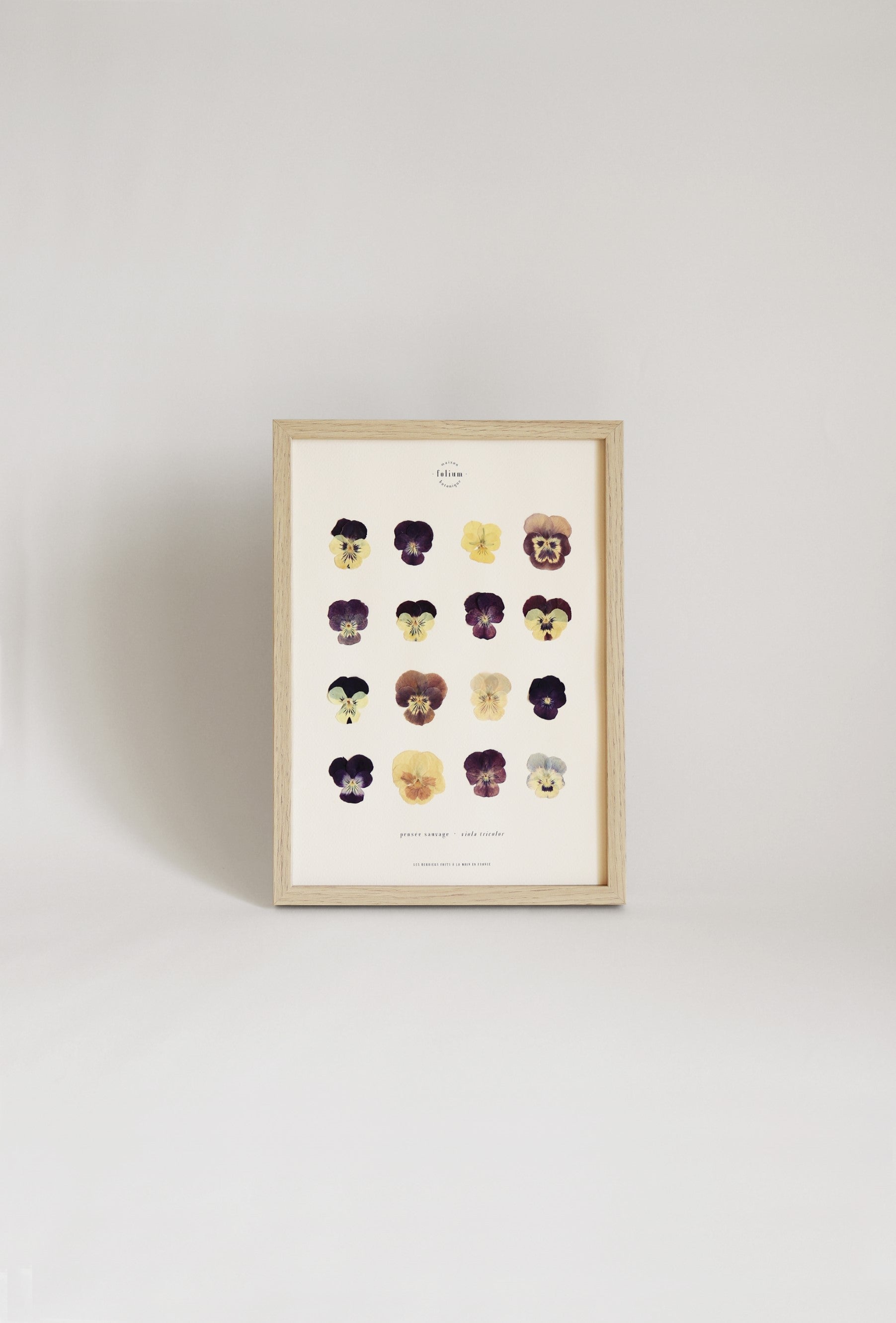 Herbier de pensées sauvages violettes jaunes fleurs séchées fleurs pressées cadre pensée tableau botanique folium maison botanique