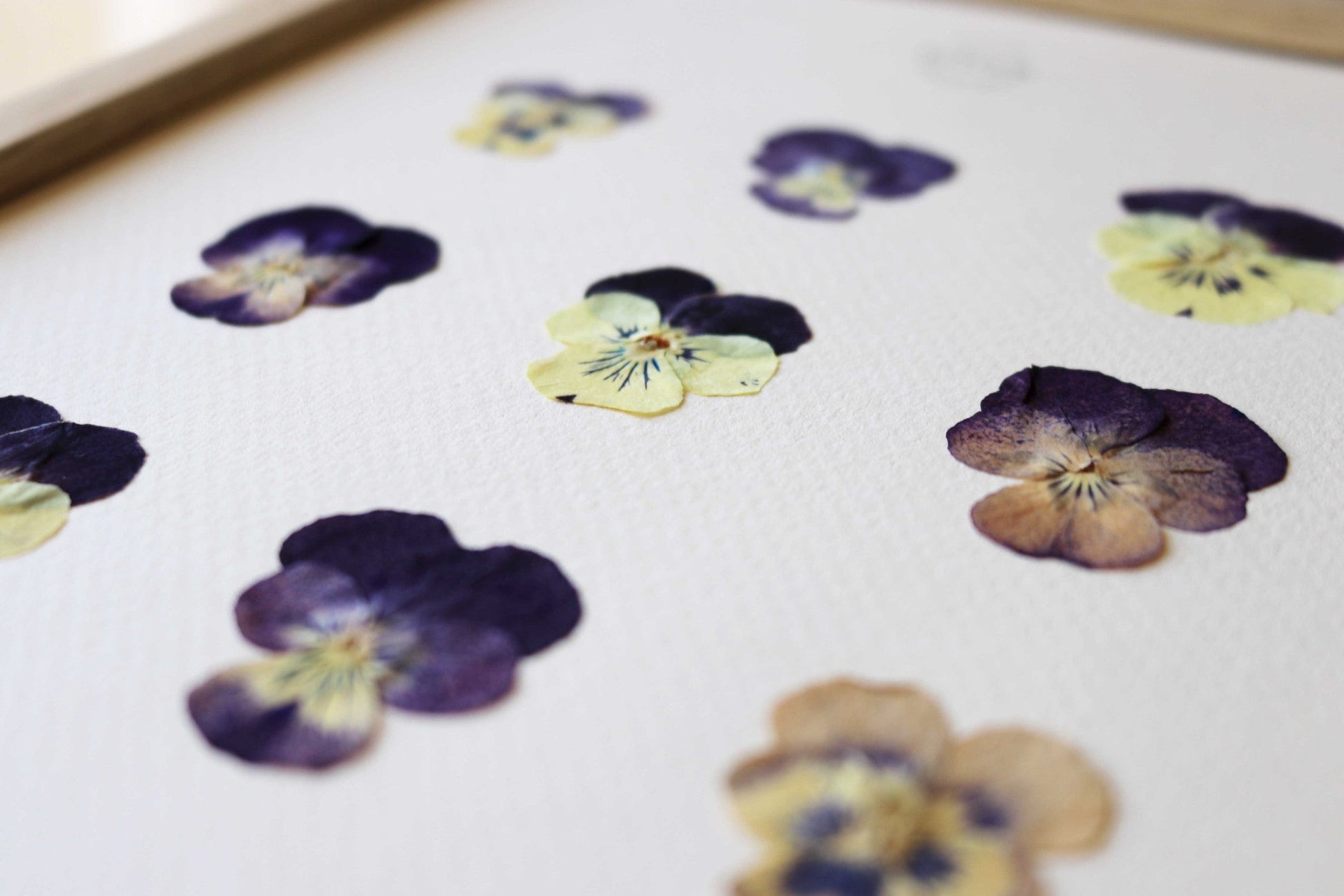 Herbier de pensées sauvages violettes jaunes fleurs séchées fleurs pressées cadre pensée tableau botanique folium maison botanique