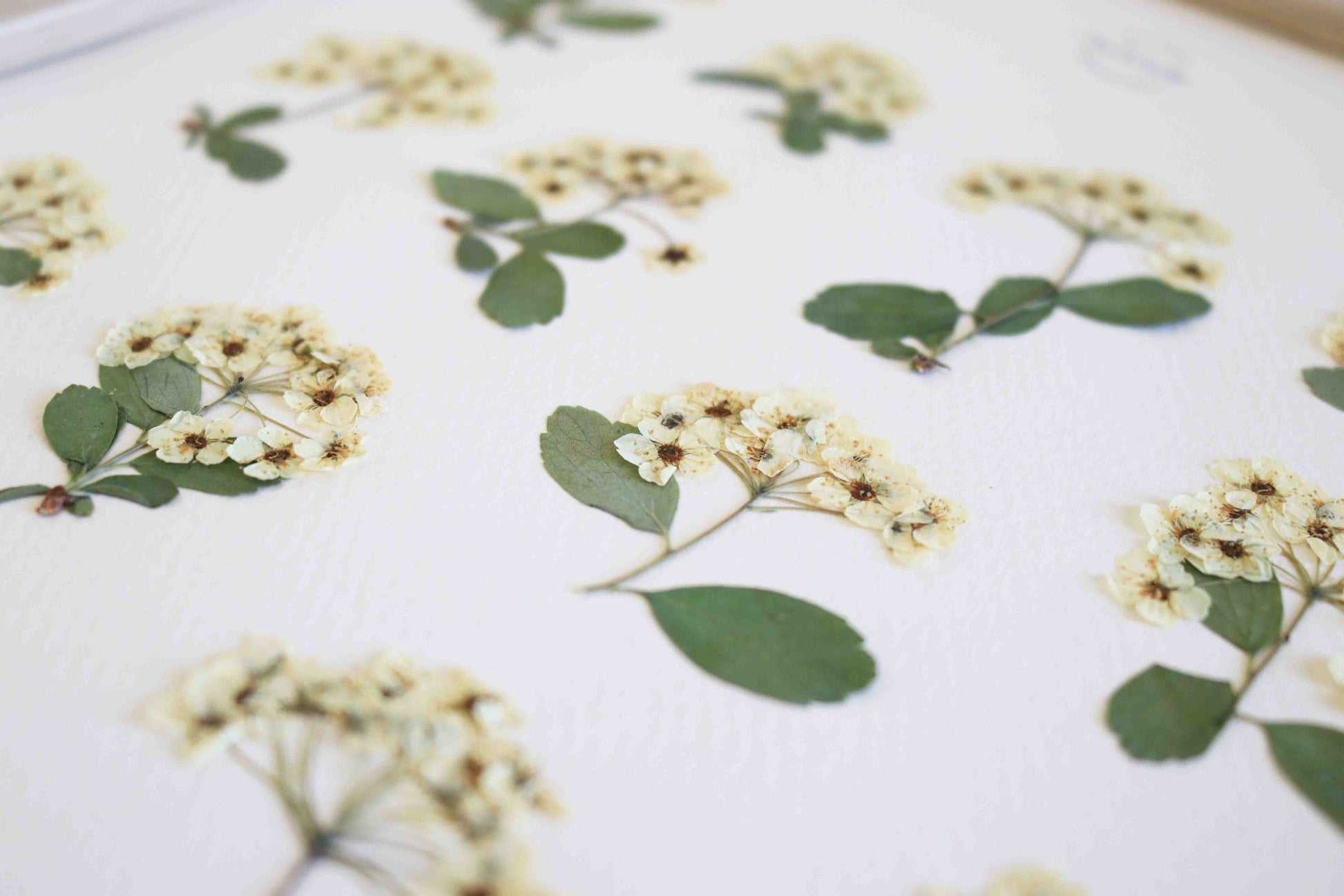 Herbier botanique de fleurs séchées Cadre herbarium encadré Cadeau floral Décoration murale Folium Maison Botanique