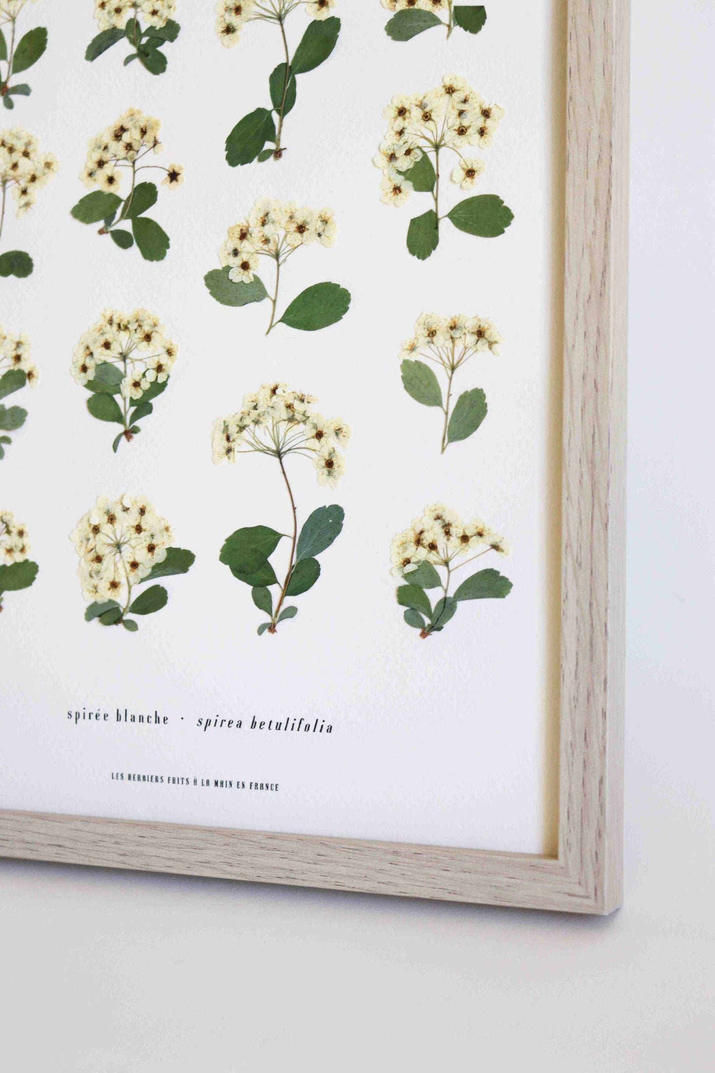 Herbier botanique de fleurs séchées Cadre herbarium encadré Cadeau floral Décoration murale Folium Maison Botanique