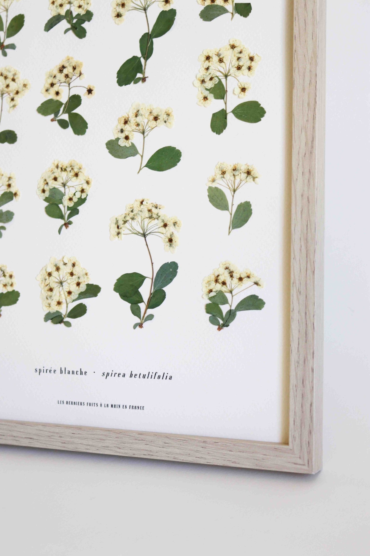 Herbier botanique de fleurs séchées Cadre herbarium encadré Cadeau floral Décoration murale Folium Maison Botanique
