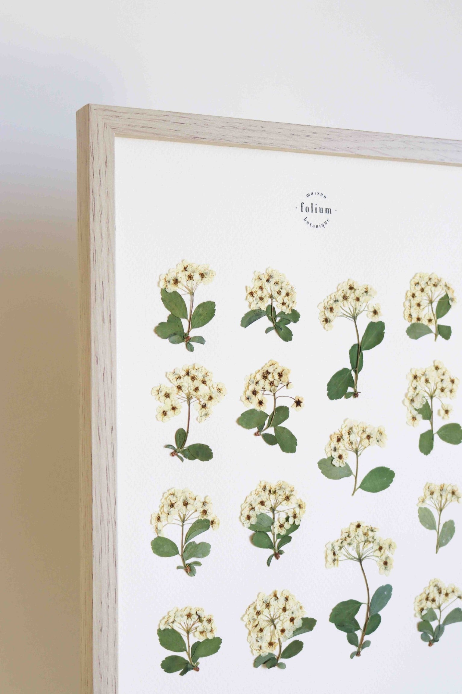 Herbier botanique de fleurs séchées Cadre herbarium encadré Cadeau floral Décoration murale Folium Maison Botanique
