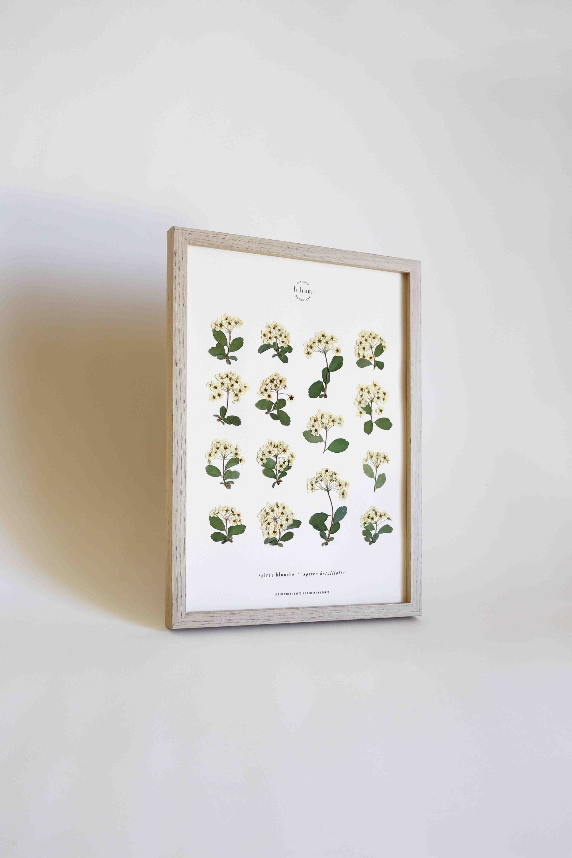 Herbier botanique de fleurs séchées Cadre herbarium encadré Cadeau floral Décoration murale Folium Maison Botanique