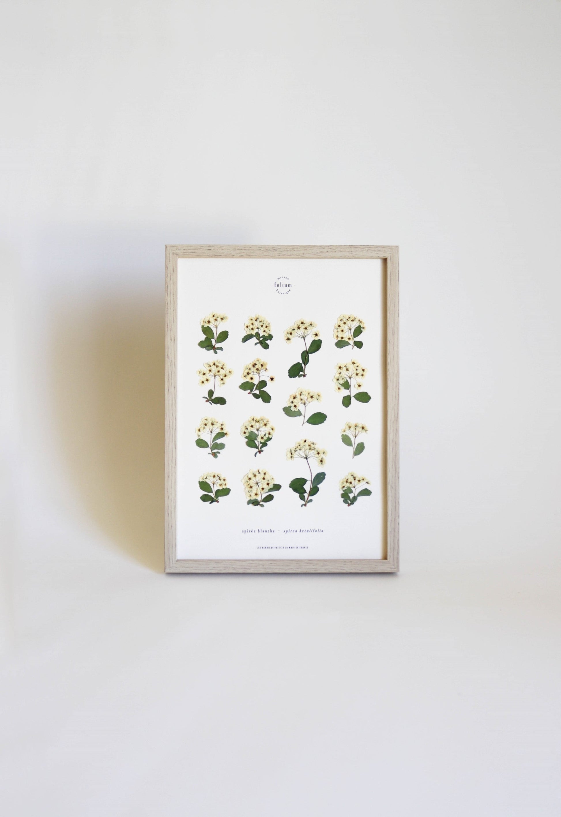 Herbier botanique de fleurs séchées Cadre herbarium encadré Cadeau floral Décoration murale Folium Maison Botanique