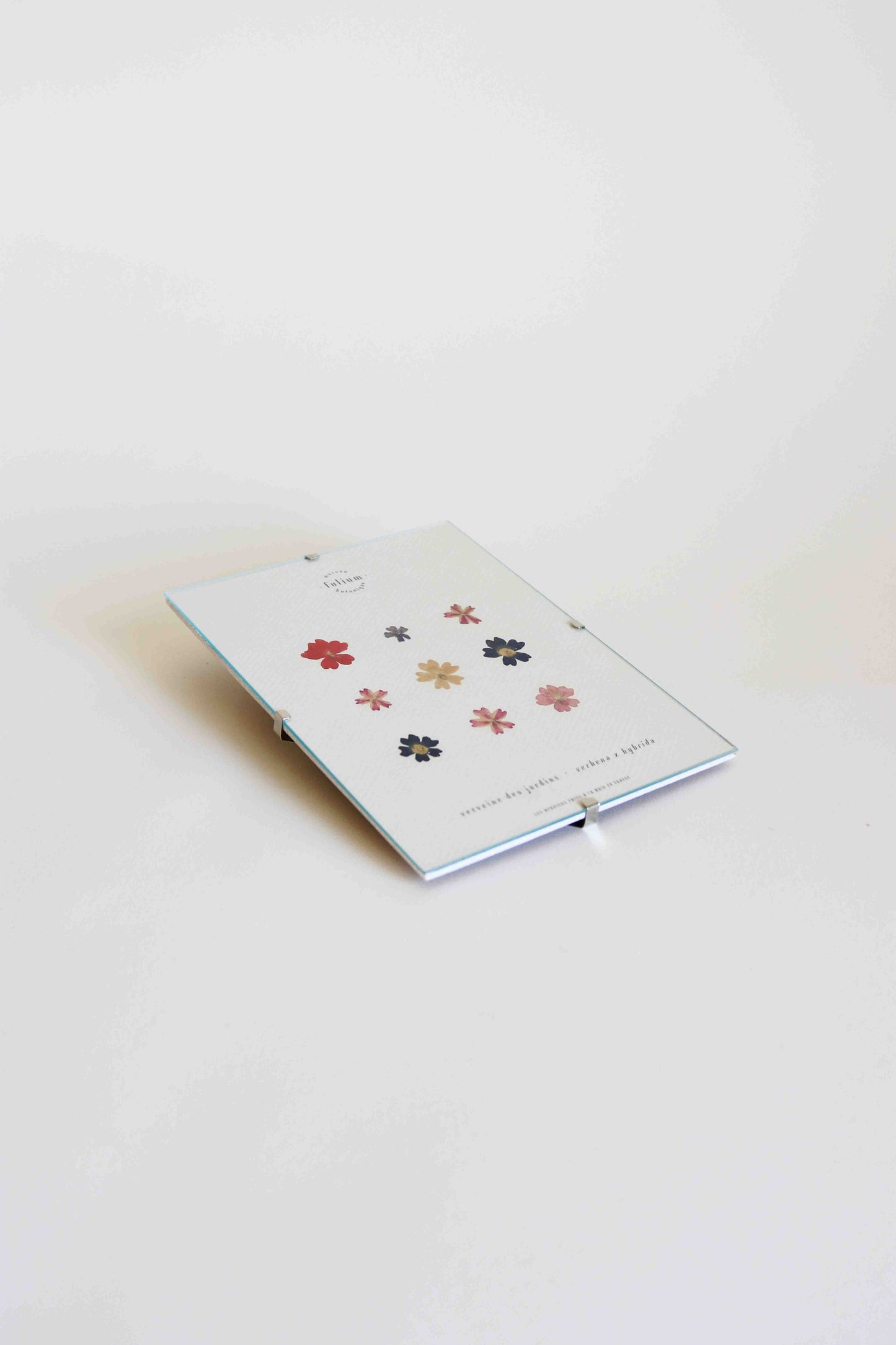 Herbier encadré de fleurs de verveine rose bleu Cadre Herbarium de fleurs séchées Cadeau fleurs séchées Folium Maison Botanique