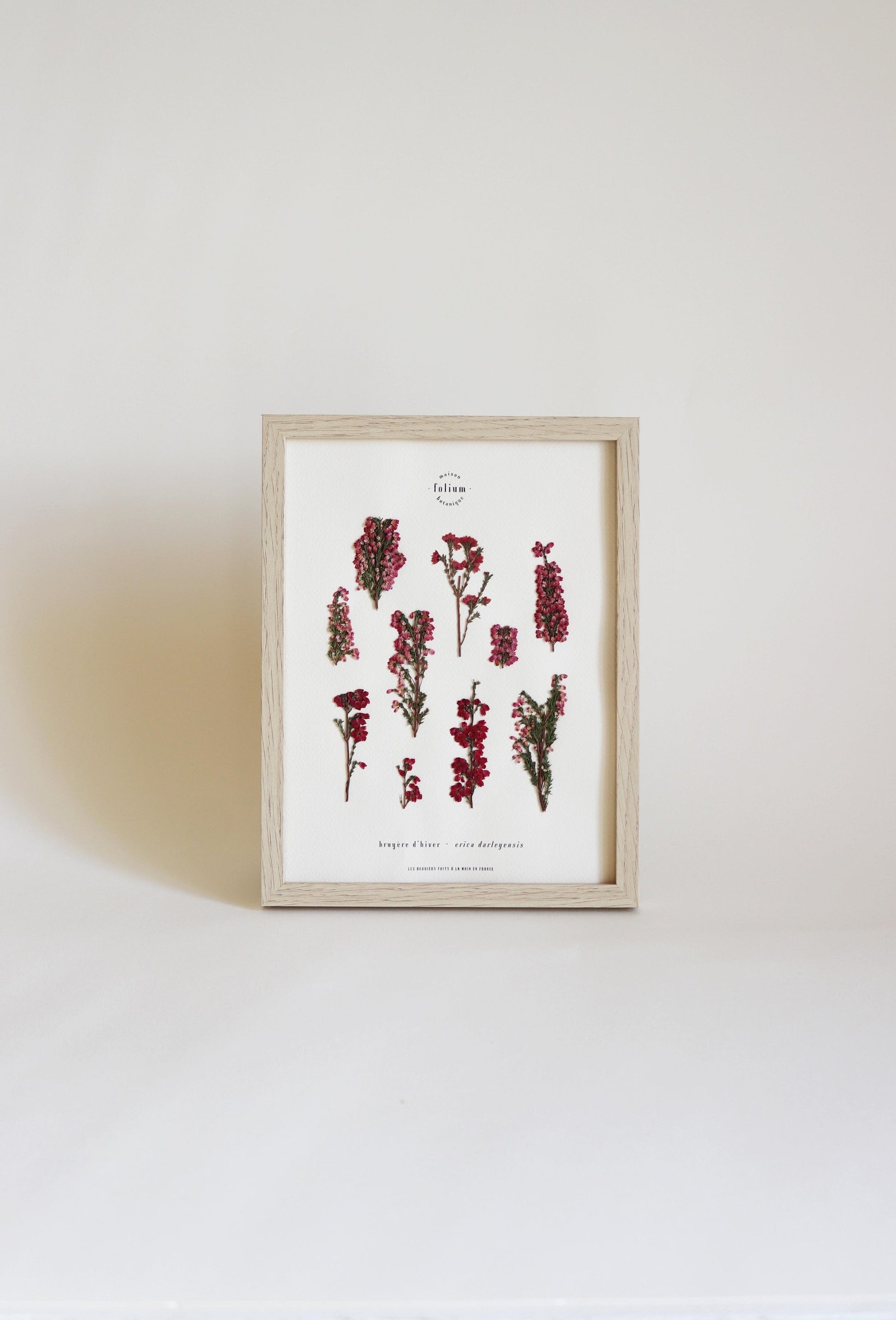 Herbier de fleurs roses bruyère séchée Herbarium encadré Cadre fleur herbier botanique Folium Herbaria Décoration Murale