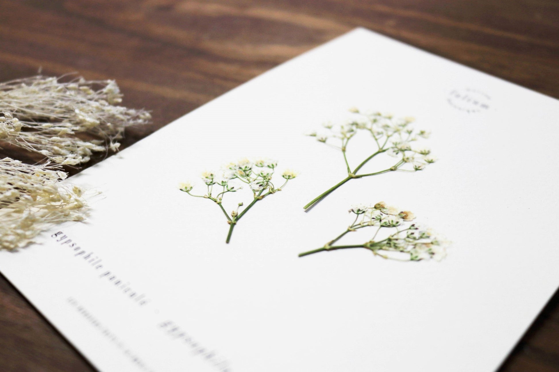 Herbier fleurs blanches Cadeau de naissance floral Décoration murale mur de cadres Gypsophile Baby's breathe Folium