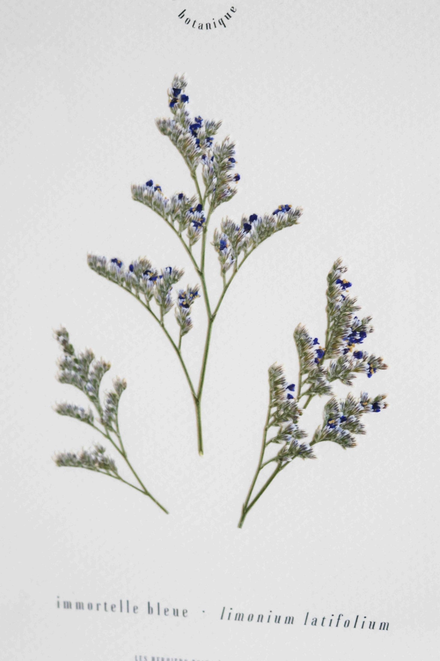 Herbier de fleurs Décoration murale fleurs séchées encadré Immortelle bleue corse Cadre fleurs herbarium Maison Botanique