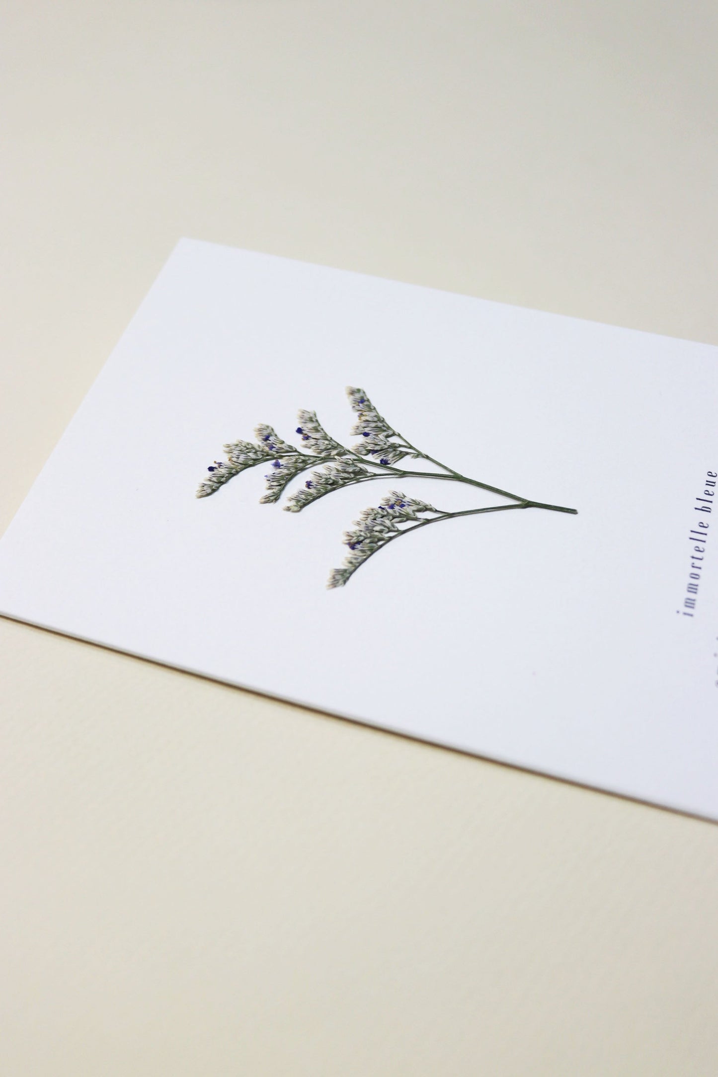 Carte vraie fleur séchée carte de vœux cadeau anniversaire symbolique langage des fleurs faire part naissance mariage immortelle séchées lavande des mers