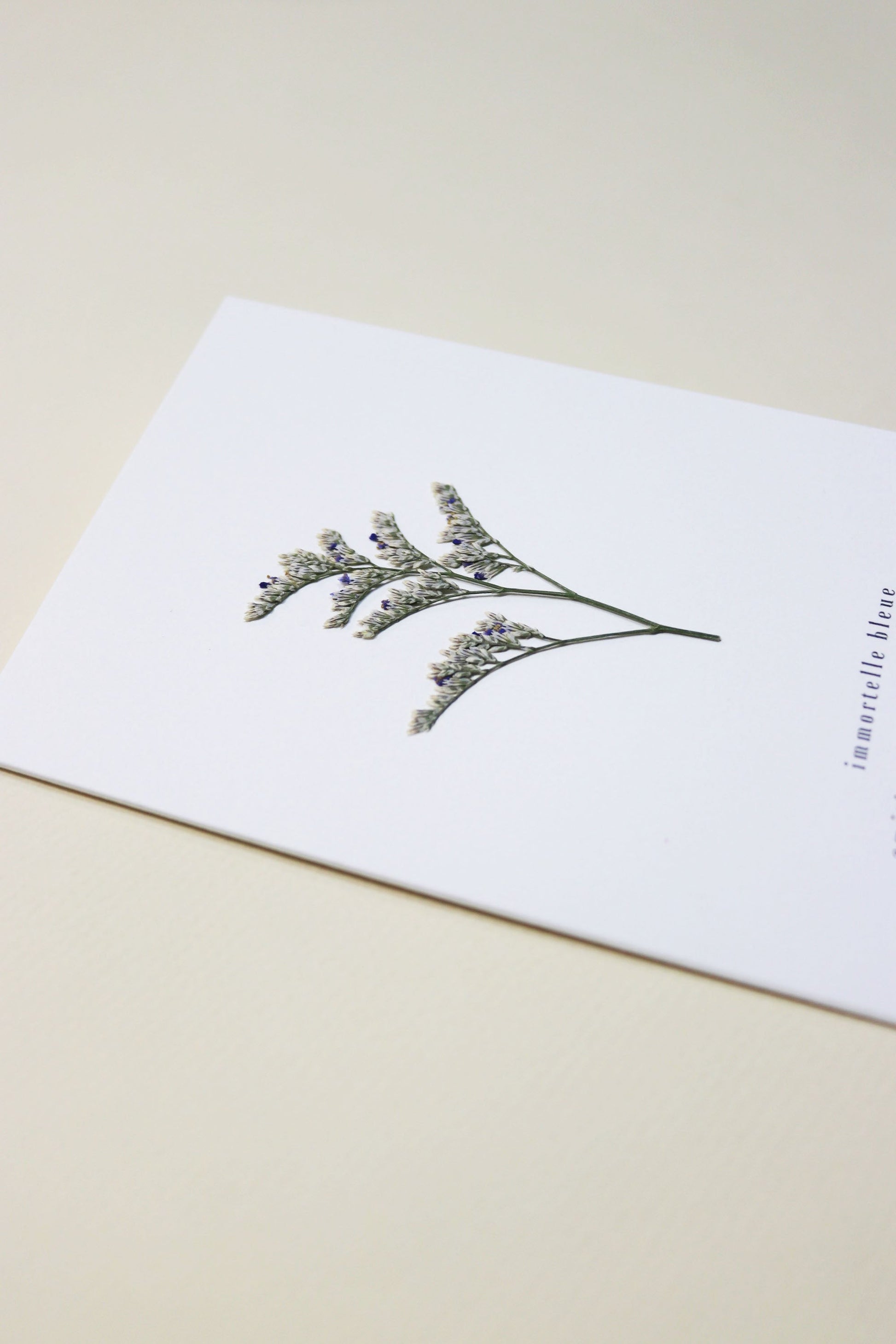 Carte vraie fleur séchée carte de vœux cadeau anniversaire symbolique langage des fleurs faire part naissance mariage immortelle séchées lavande des mers