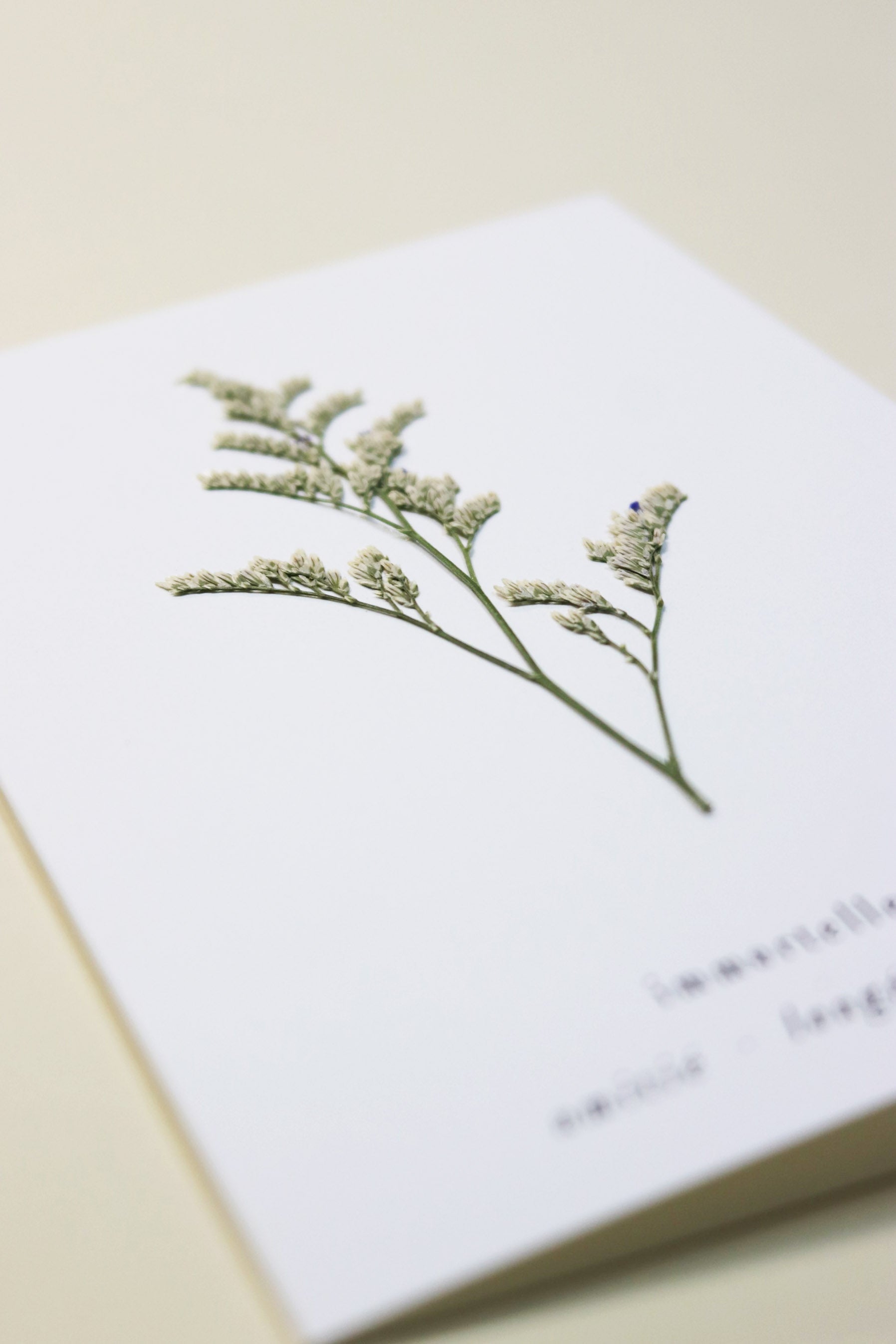 Carte vraie fleur séchée carte de vœux cadeau anniversaire symbolique langage des fleurs faire part naissance mariage immortelle séchées lavande des mers