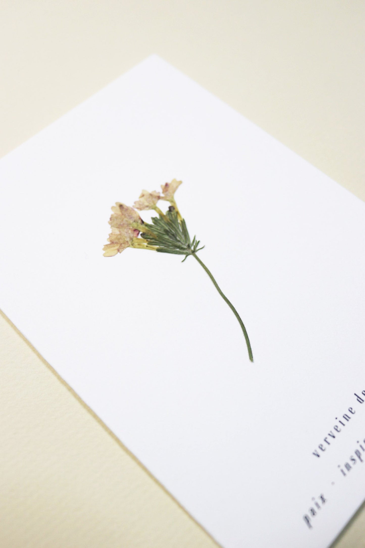 Carte vraie fleur séchée carte de vœux cadeau anniversaire symbolique langage des fleurs faire part naissance mariage verveine des jardin