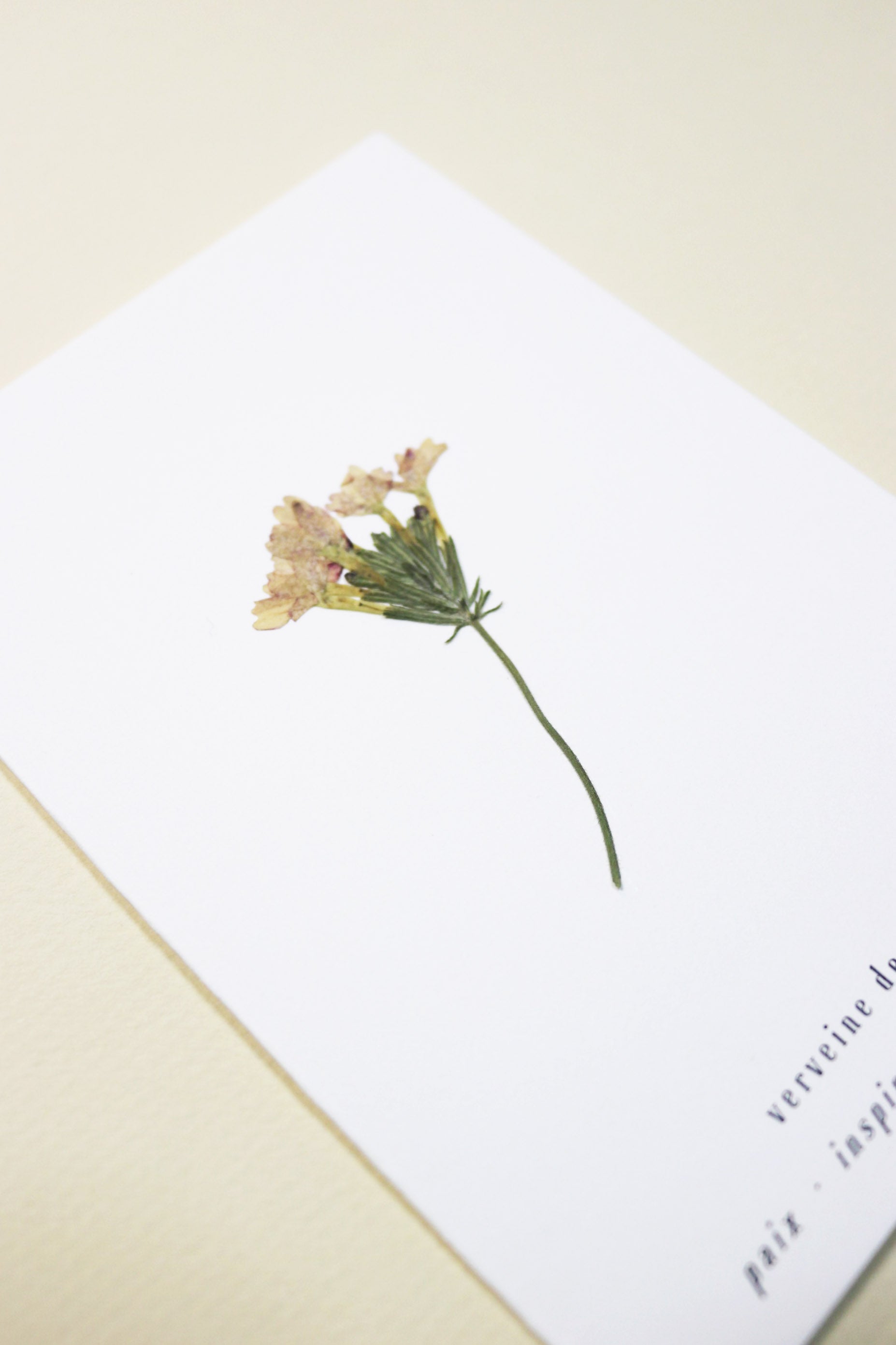 Carte vraie fleur séchée carte de vœux cadeau anniversaire symbolique langage des fleurs faire part naissance mariage verveine des jardin